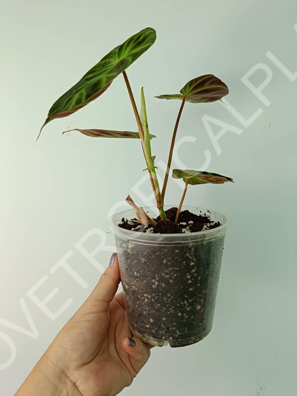 Philodendron verrucosum regular form