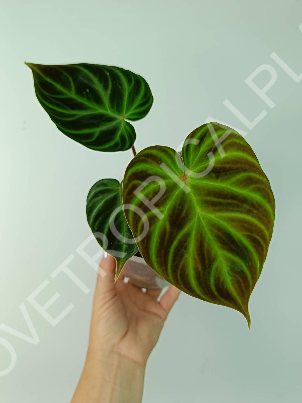 Philodendron verrucosum regular form