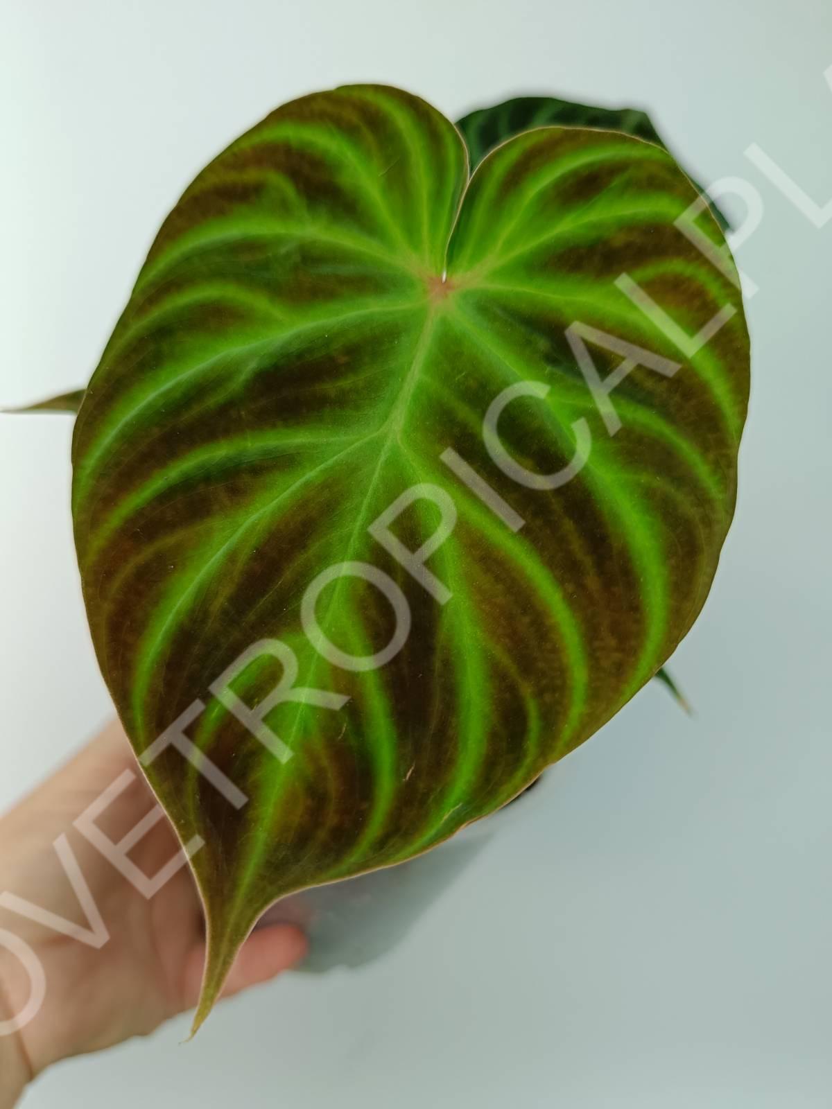 Philodendron verrucosum regular form