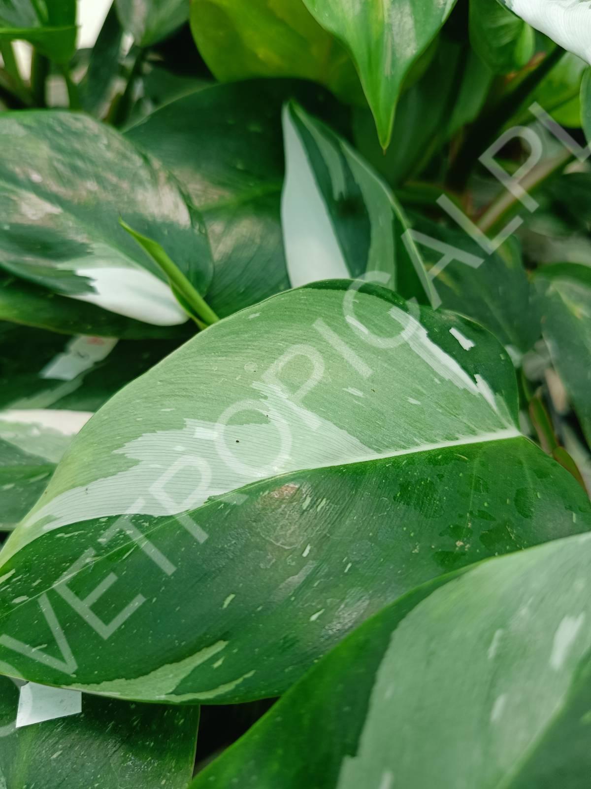 Philodendron white princess