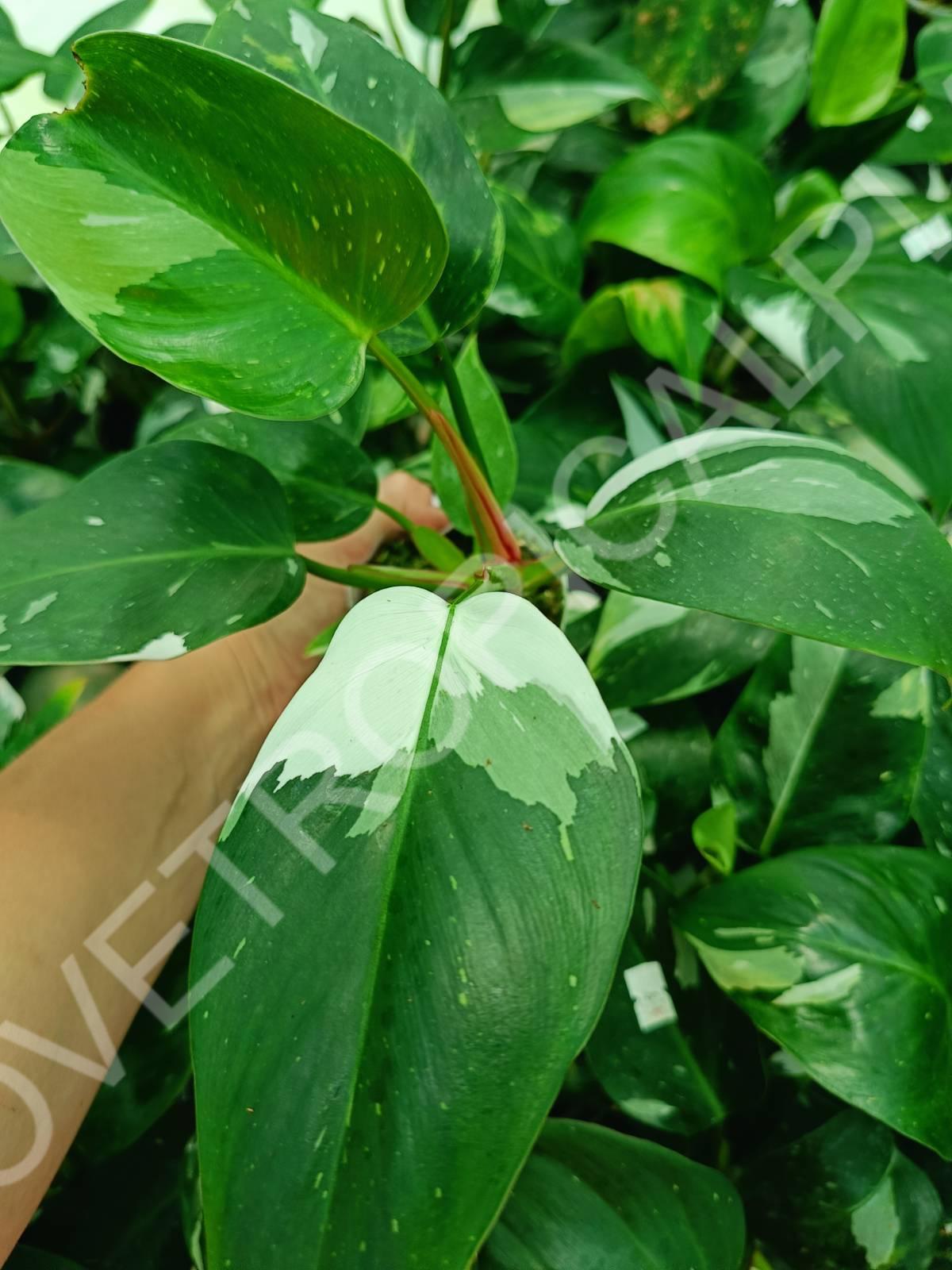 Philodendron white princess
