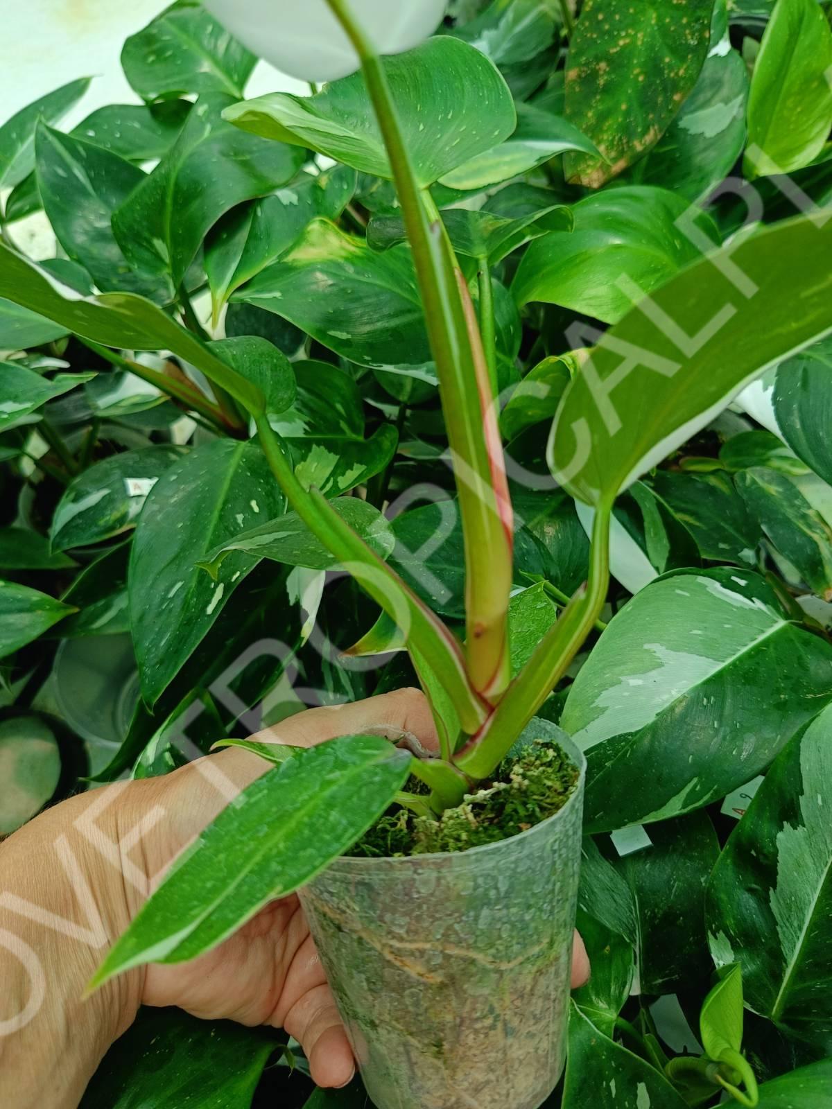 Philodendron white princess