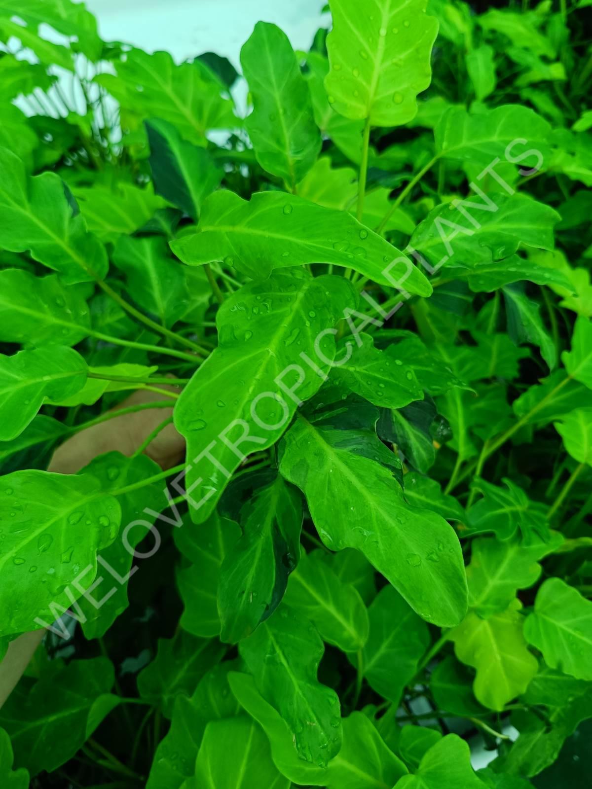 Philodendron xanadu dwarf variegata
