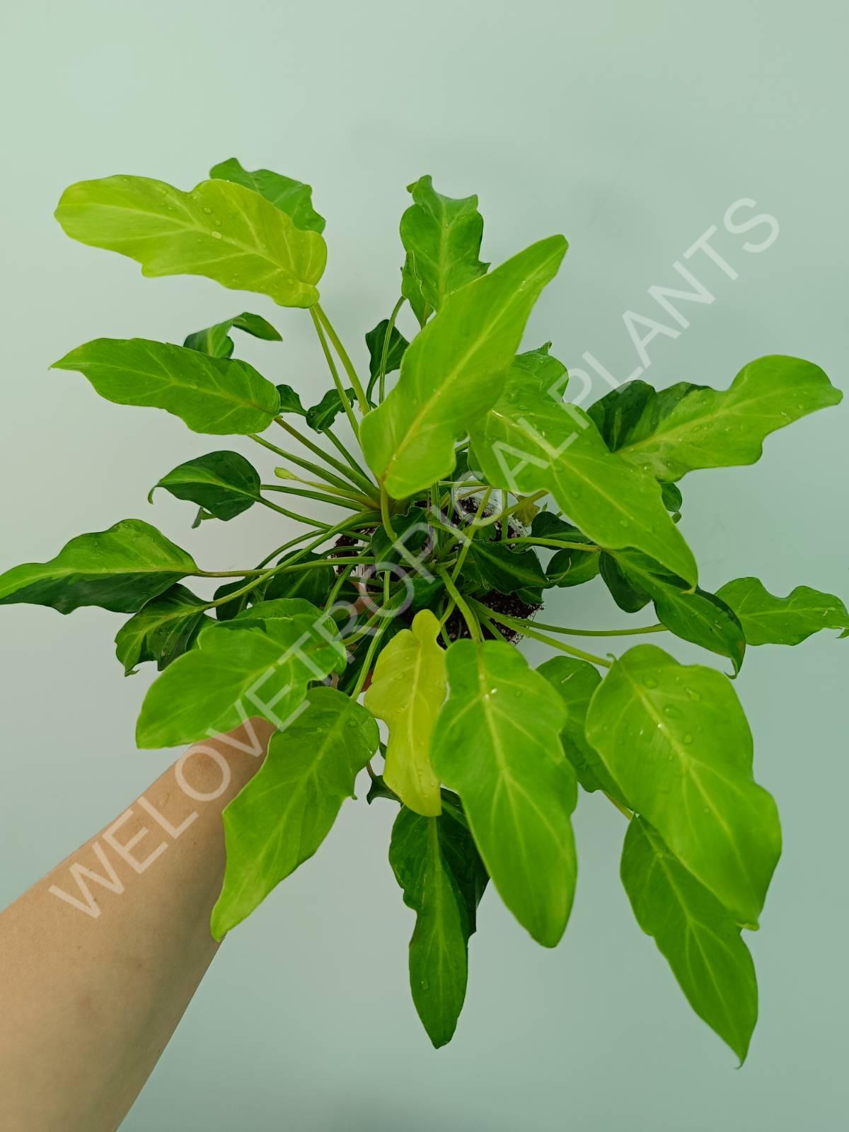 Philodendron xanadu dwarf variegata