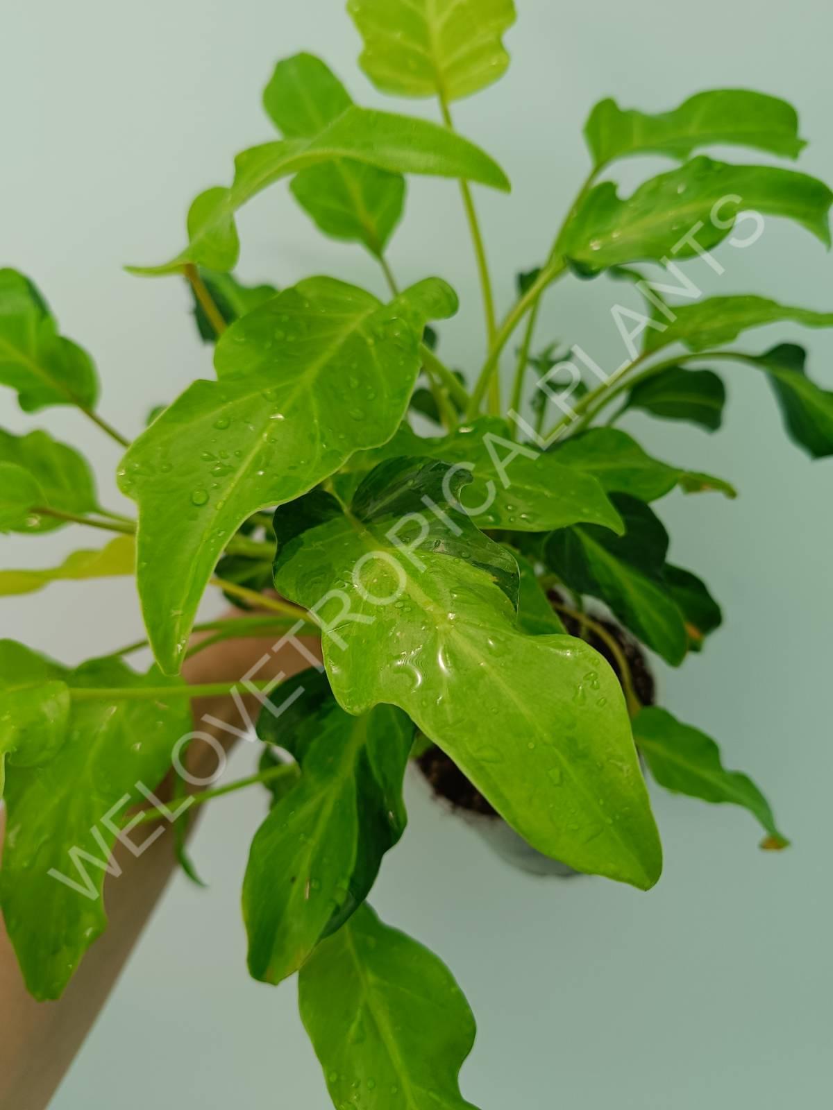 Philodendron xanadu dwarf variegata