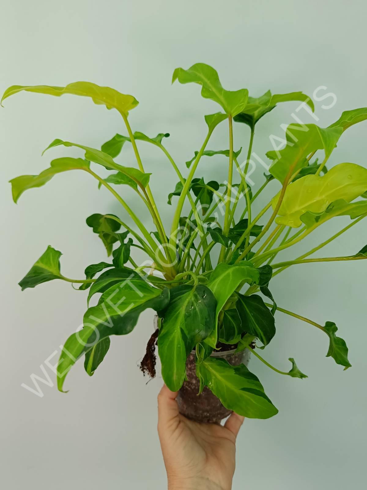 Philodendron xanadu dwarf variegata