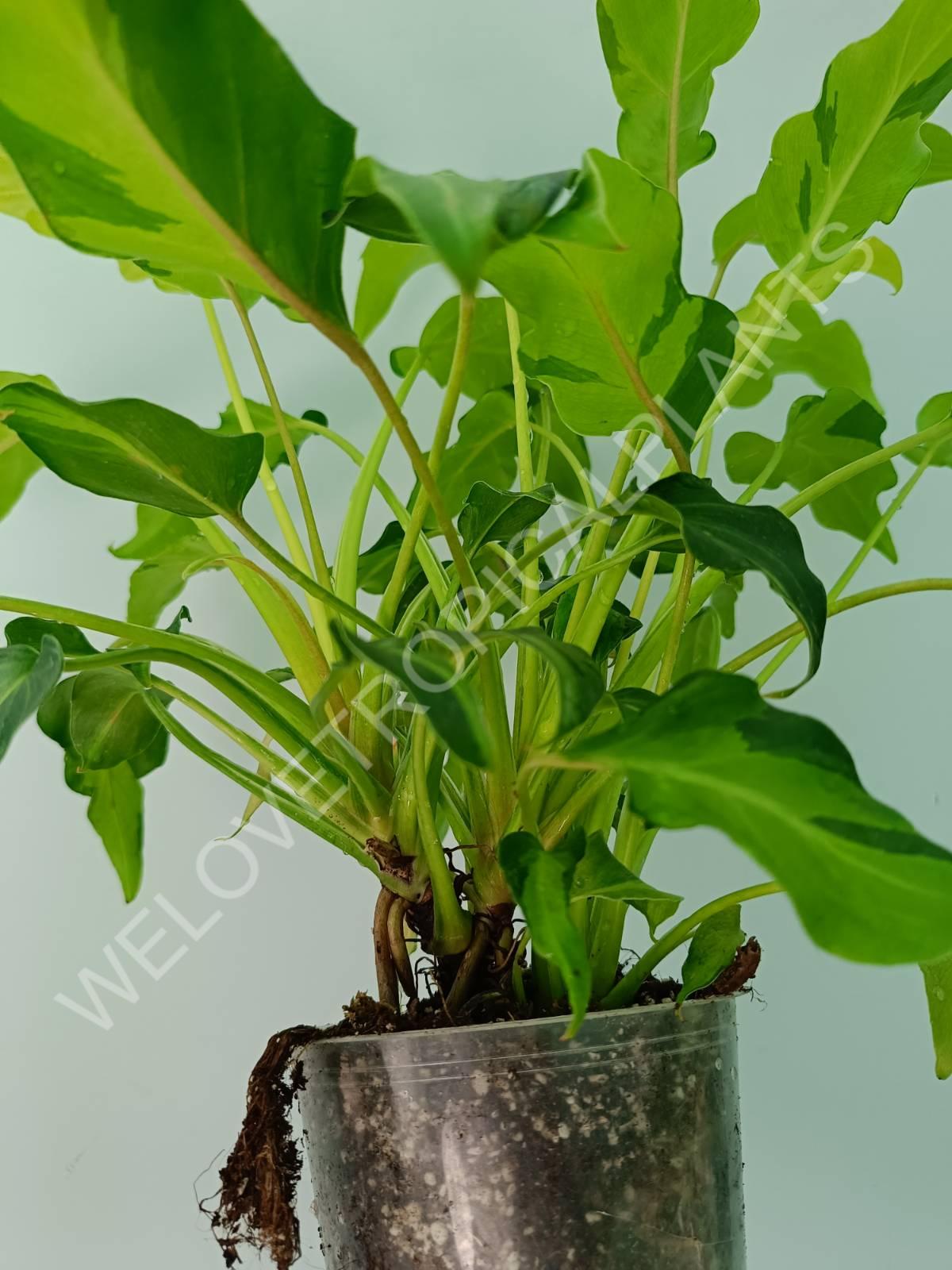 Philodendron xanadu dwarf variegata