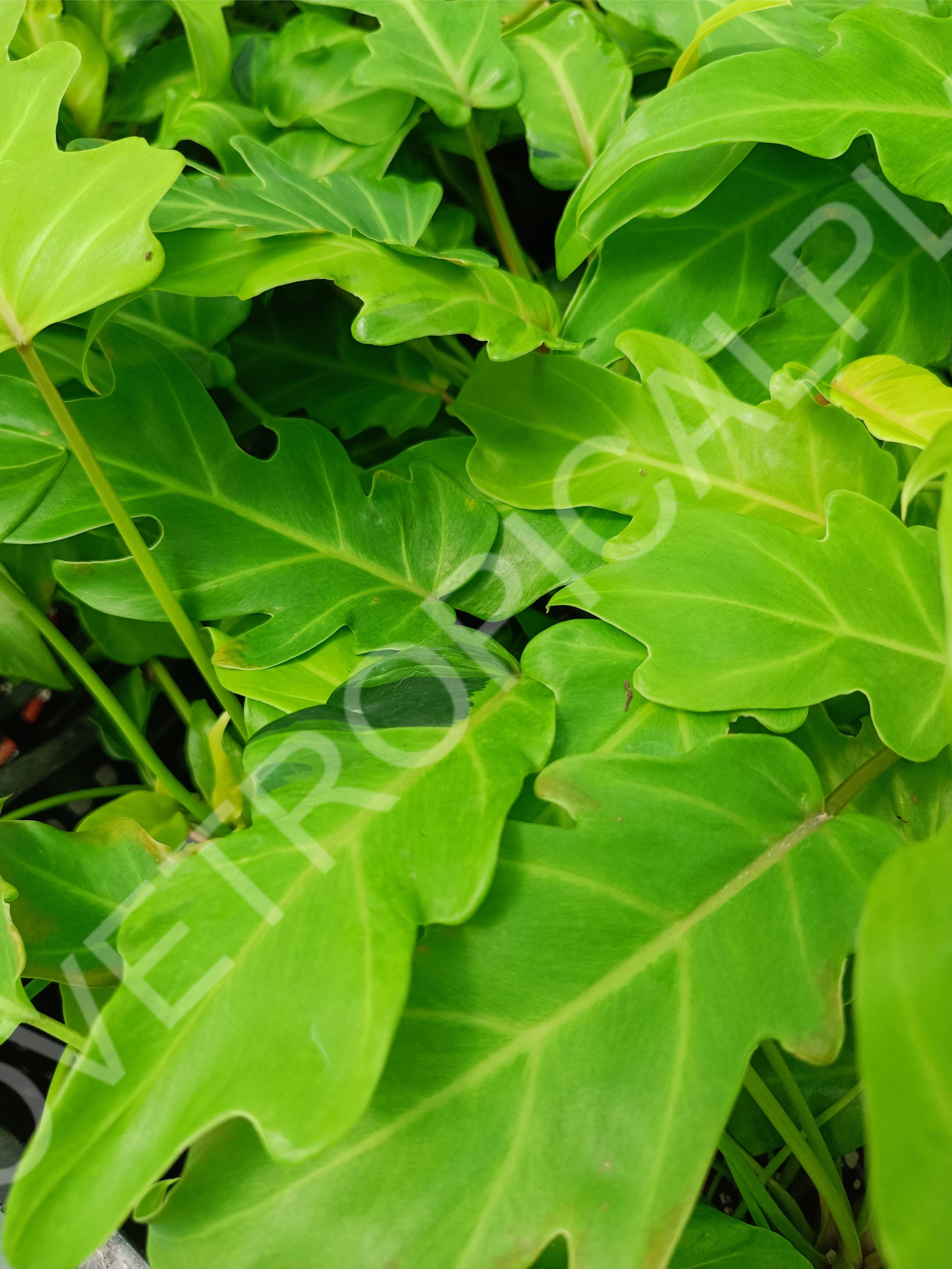 Philodendron xanadu dwarf variegata