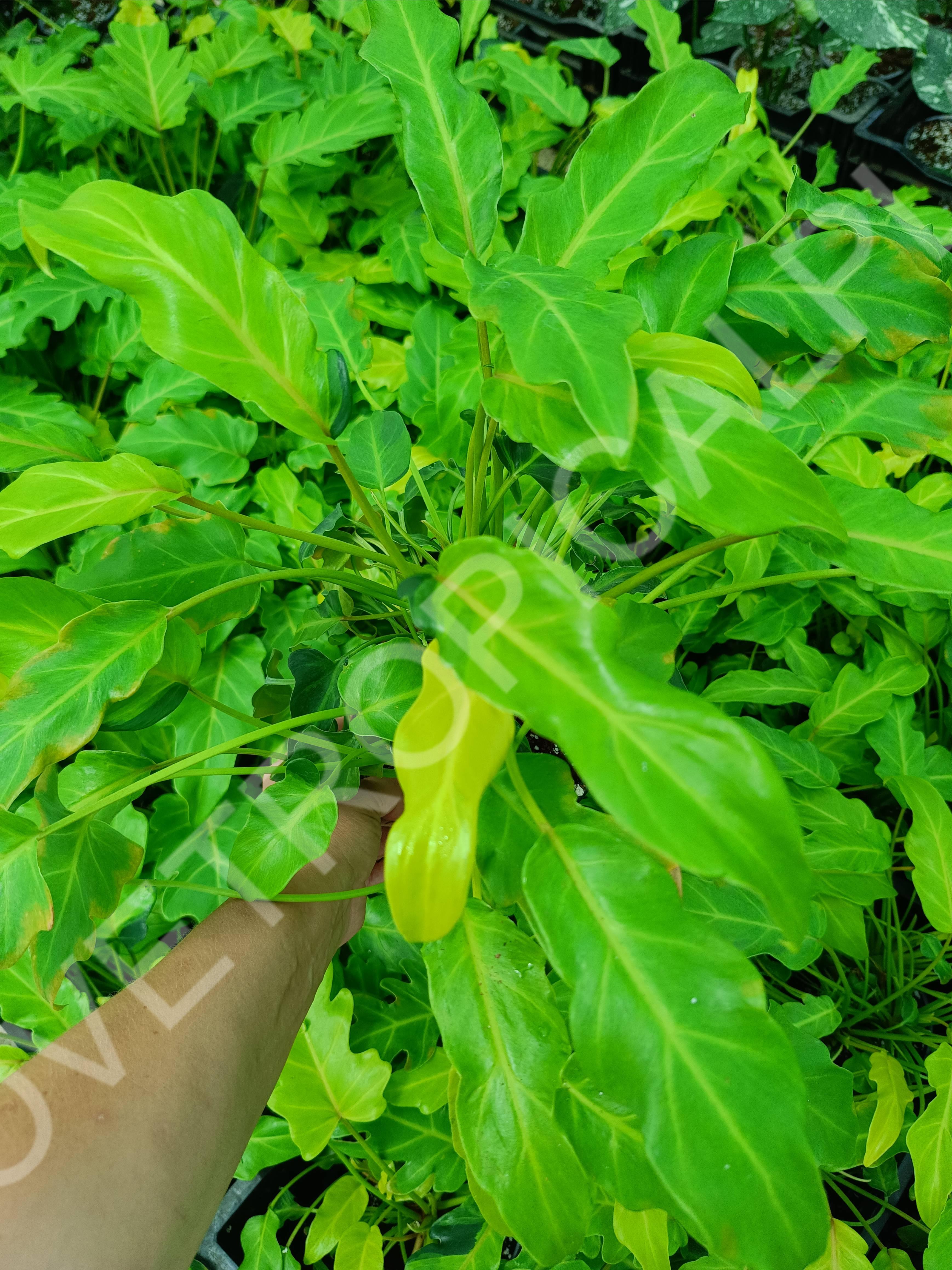 Philodendron xanadu dwarf variegata