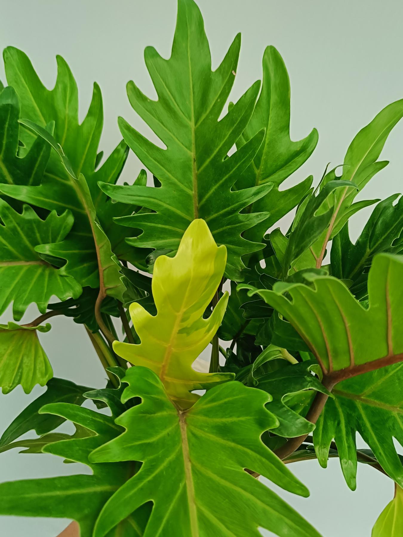 Philodendron Xanadu Dwarf Variegata XL | Welovetropicalplants