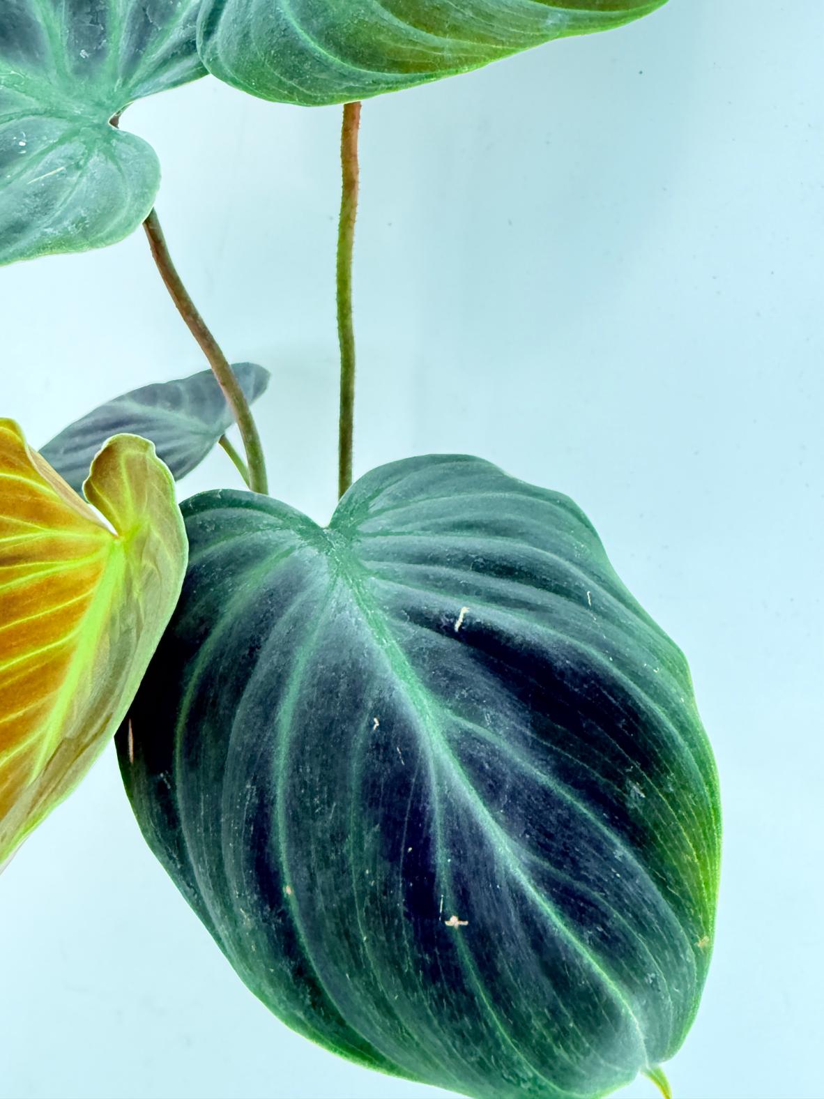 Philodendron Rubrijuvenile El Choco Red