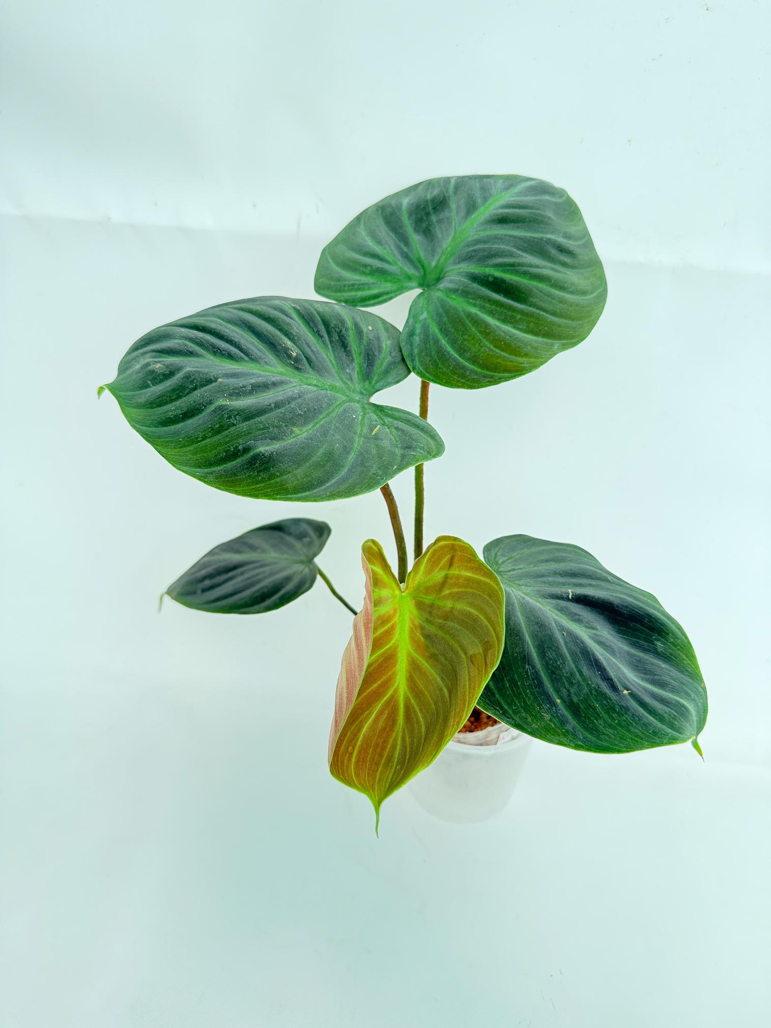 Philodendron Rubrijuvenile El Choco Red