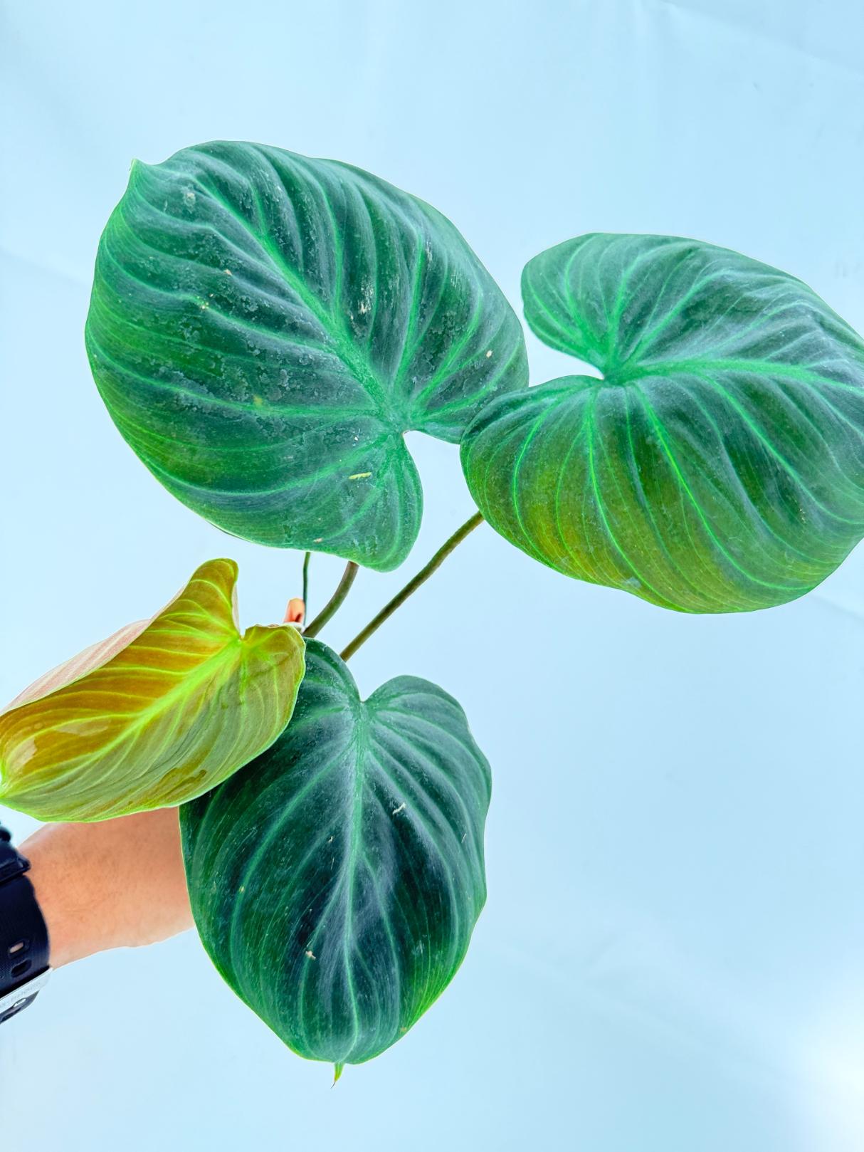 Philodendron Rubrijuvenile El Choco Red