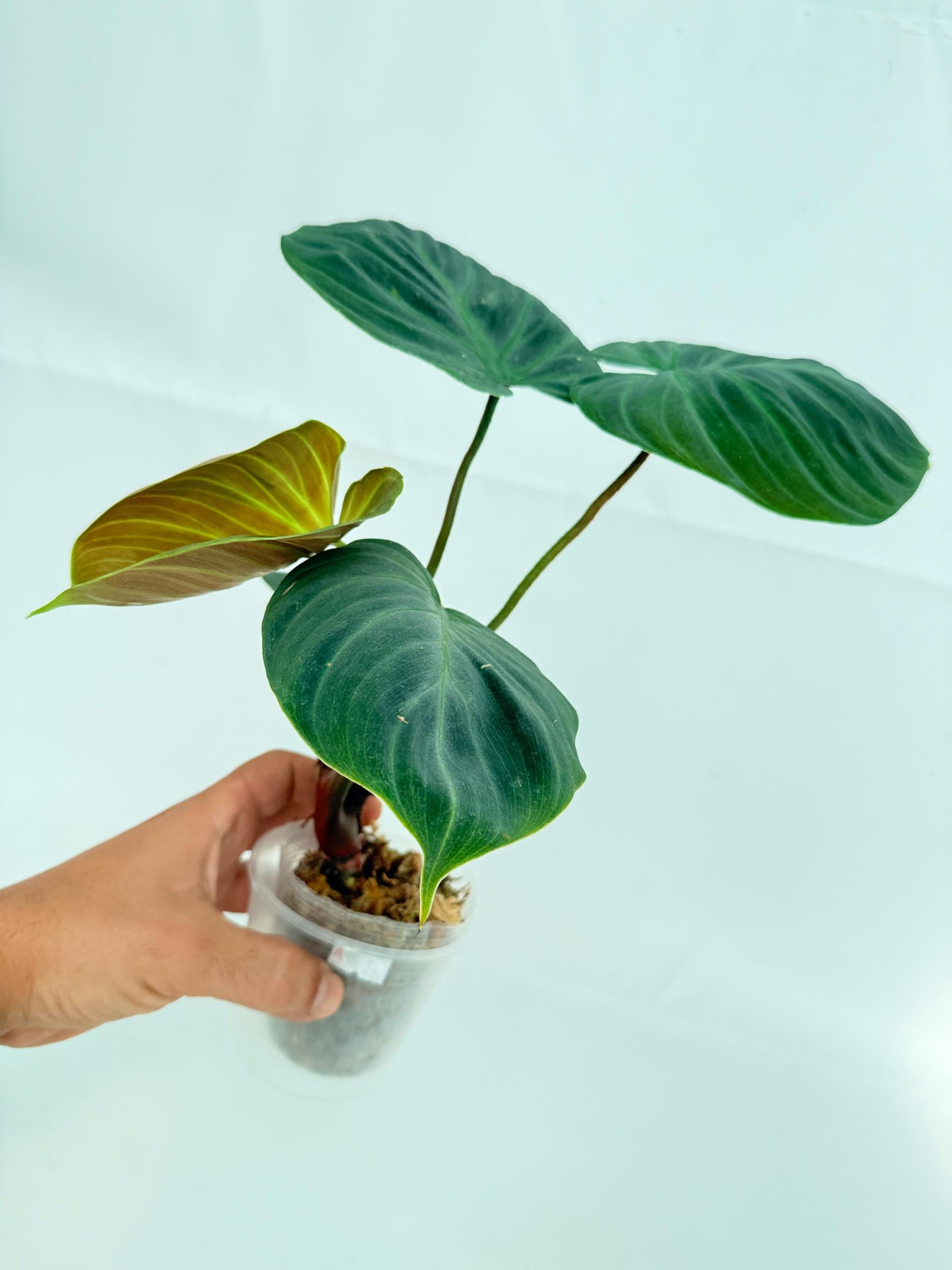 Philodendron Rubrijuvenile El Choco Red