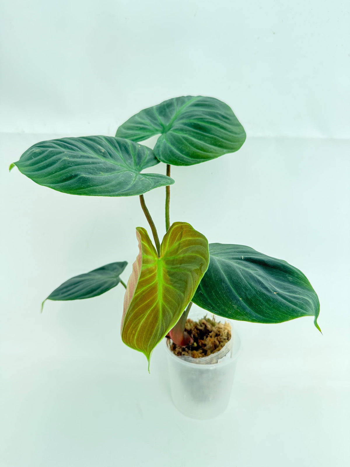 Philodendron Rubrijuvenile El Choco Red