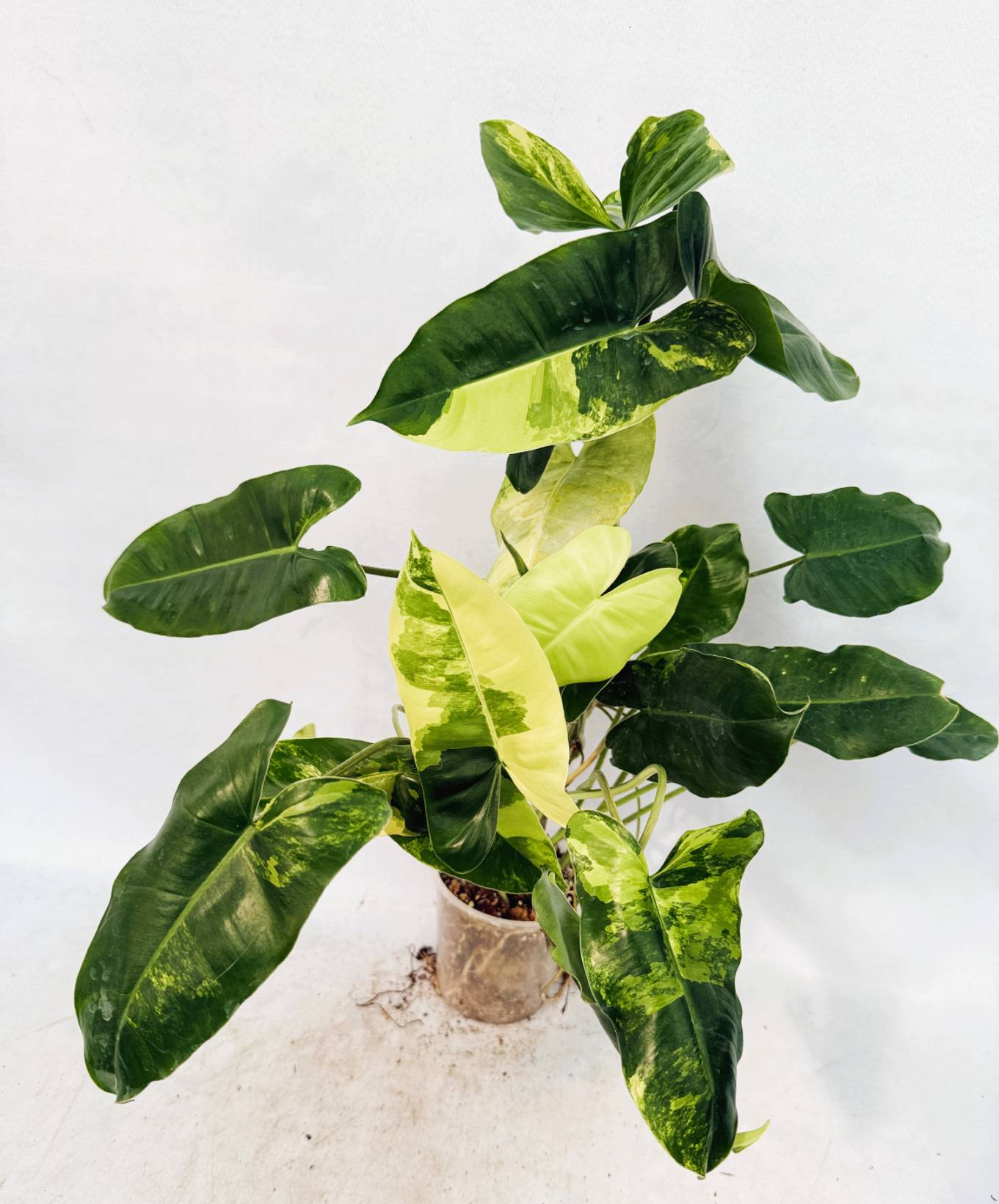 philodendron burle marx var Philodendron Burle Marx Variegata