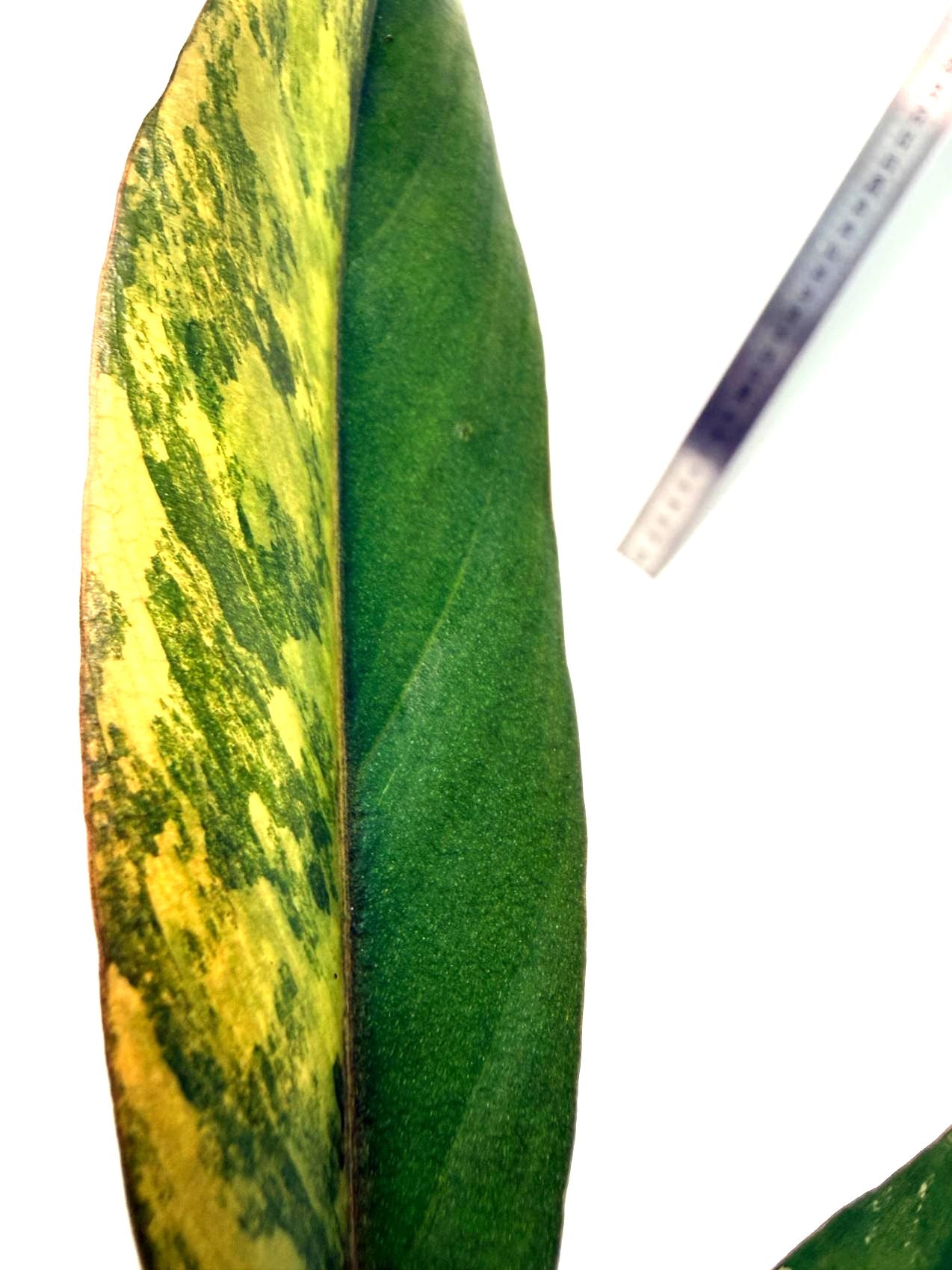 Philodendron Caramel Marble 2