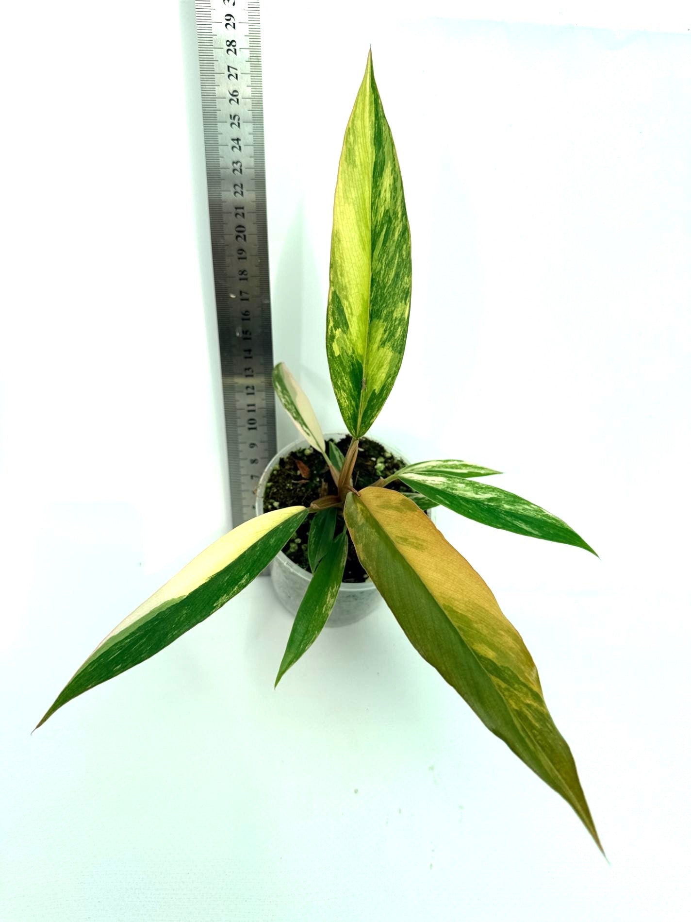 Philodendron Caramel Marble | Welovetropicalplants