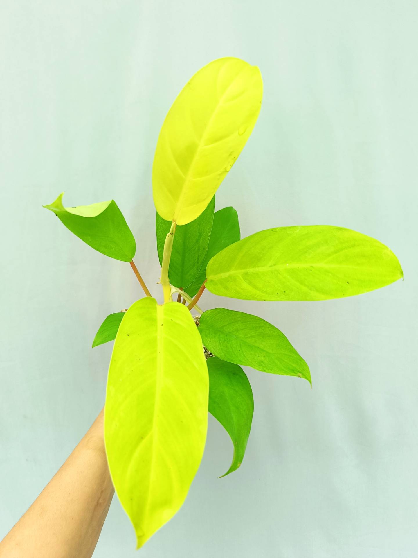 Philodendron Domesticum Lemon Lime (young plant)