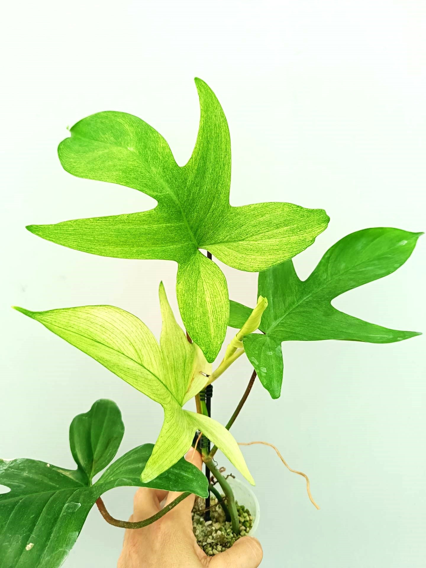 florida ghost pflanze Philodendron Florida Ghost