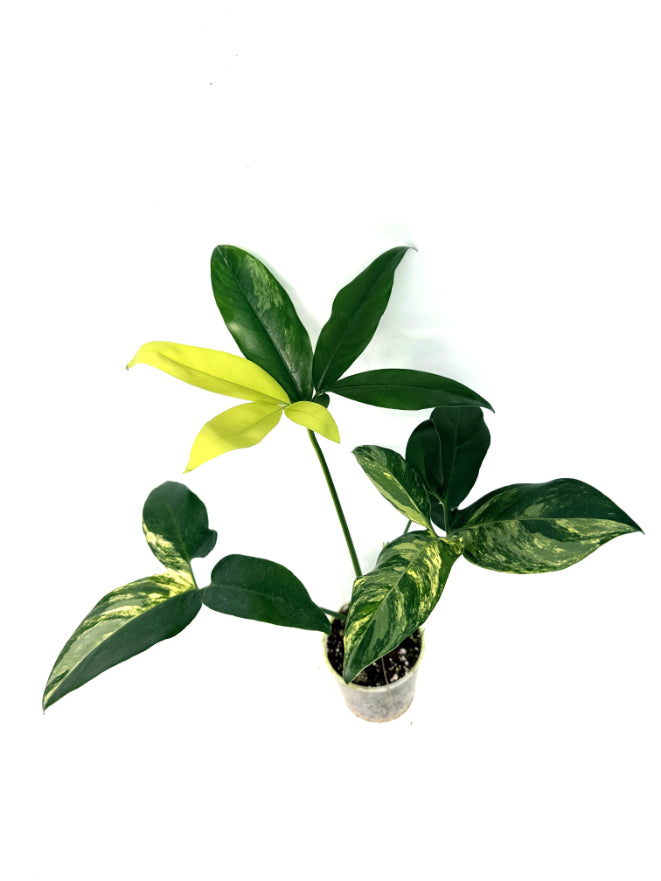 philodendron_goeldii_variegata
