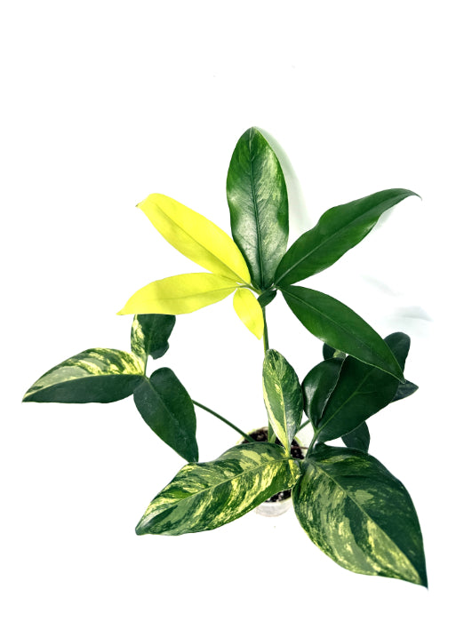 philodendron goeldii new name Philodendron Goeldii Variegata
