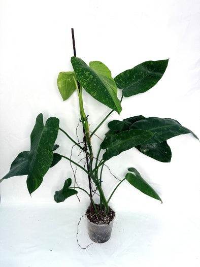 jose buono philodendron Philodendron Jose Buono variegata XL