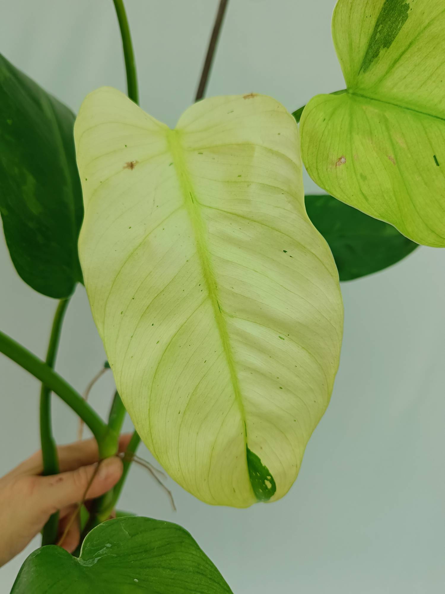 Philodendron Jose Buono variegata