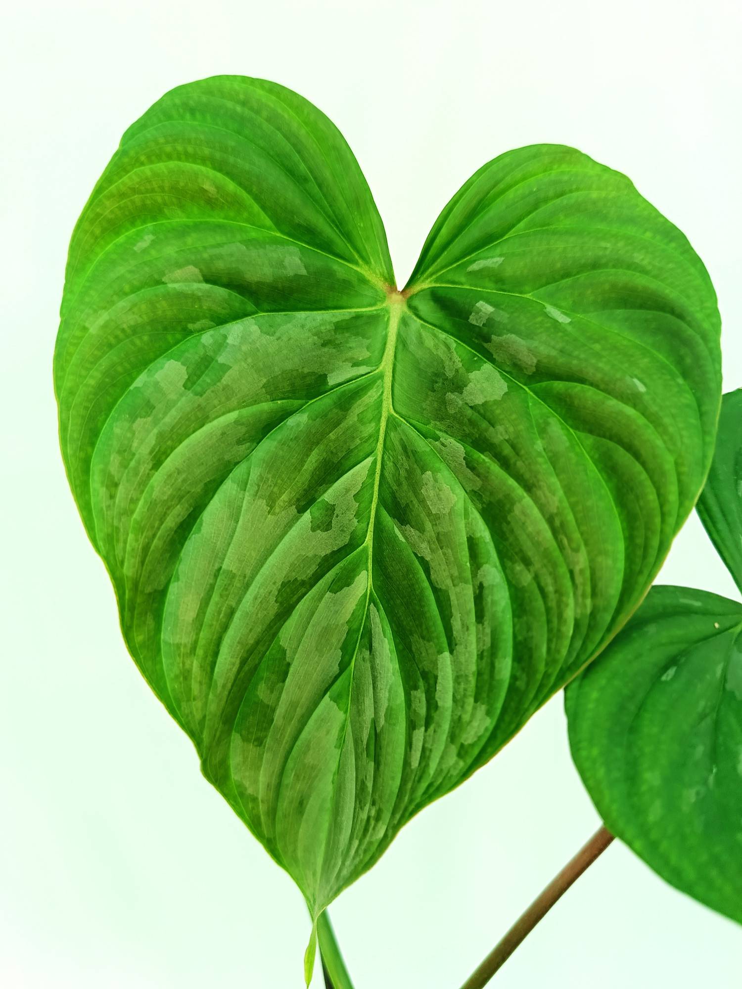 Philodendron Majestic (young plant)