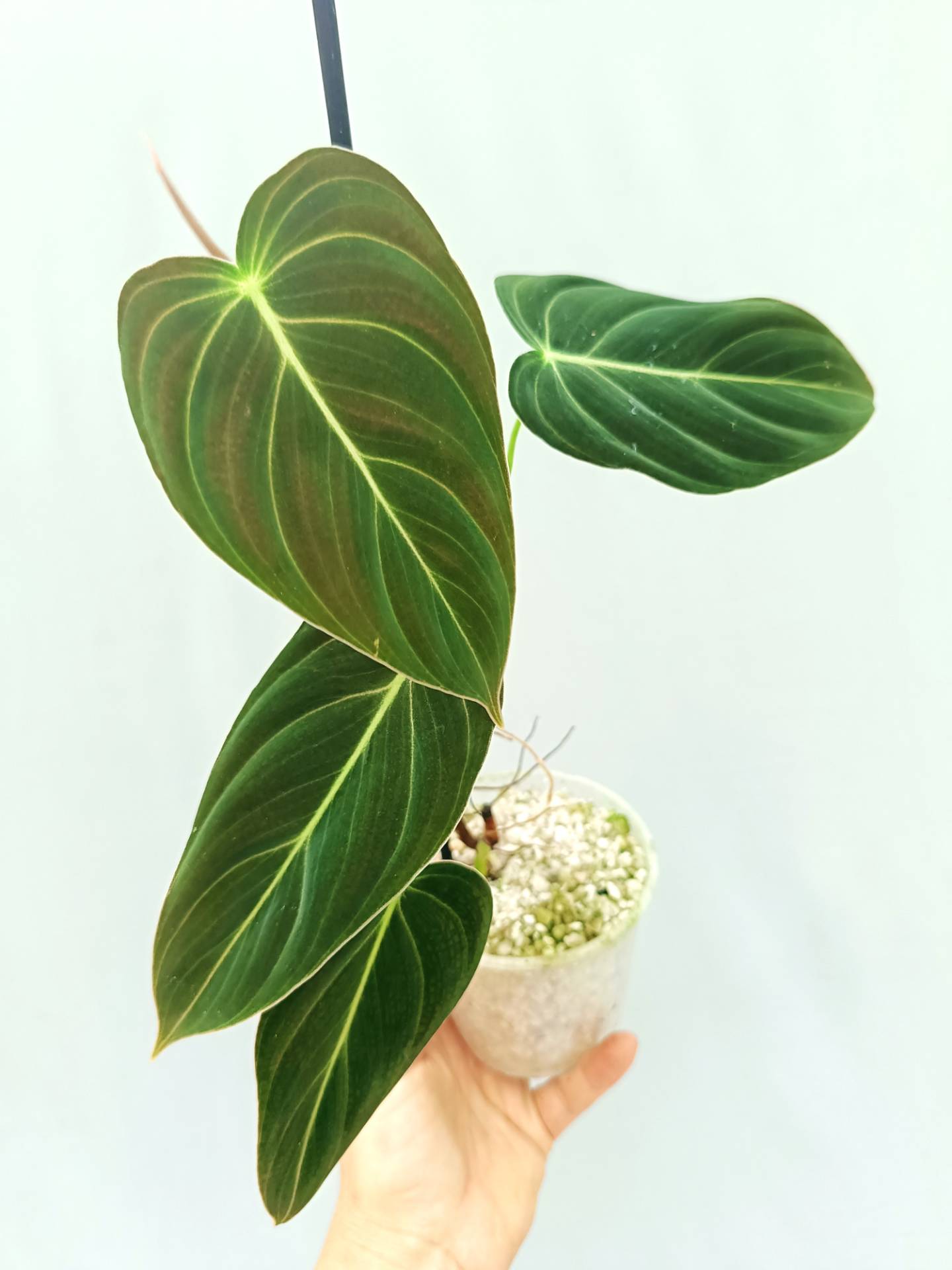 philodendron melanochrysum Philodendron Melanochrysum (young plant)