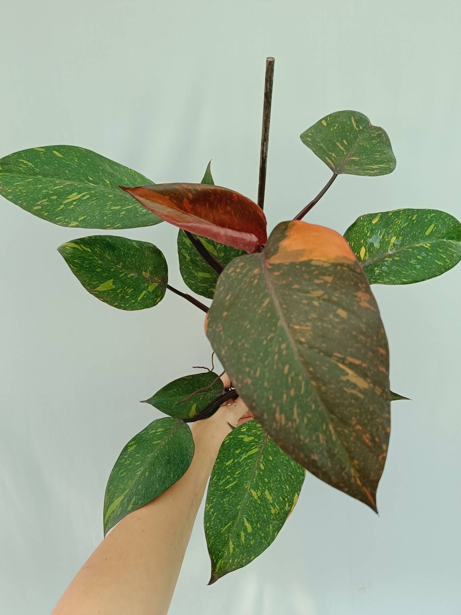 philodendron orange princess marble Philodendron Orange Princess Variegata