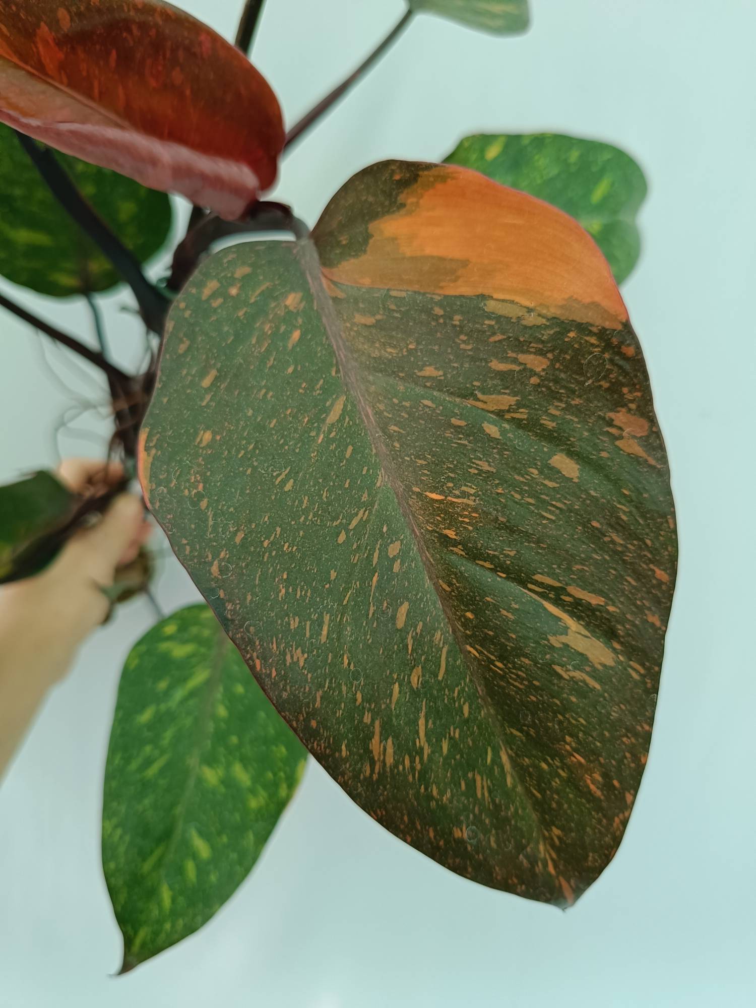 Philodendron Orange Princess