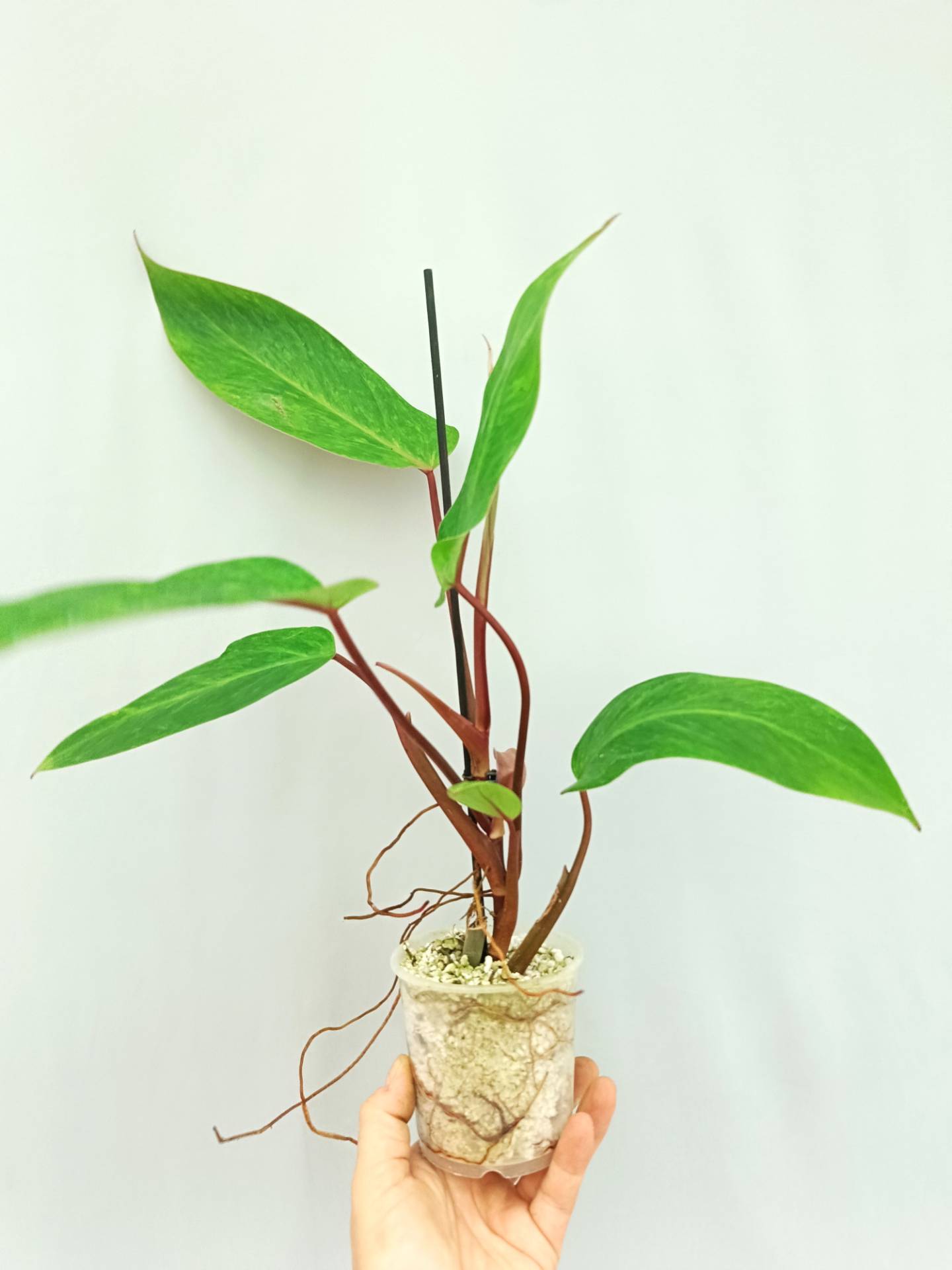 Philodendron Painted Lady