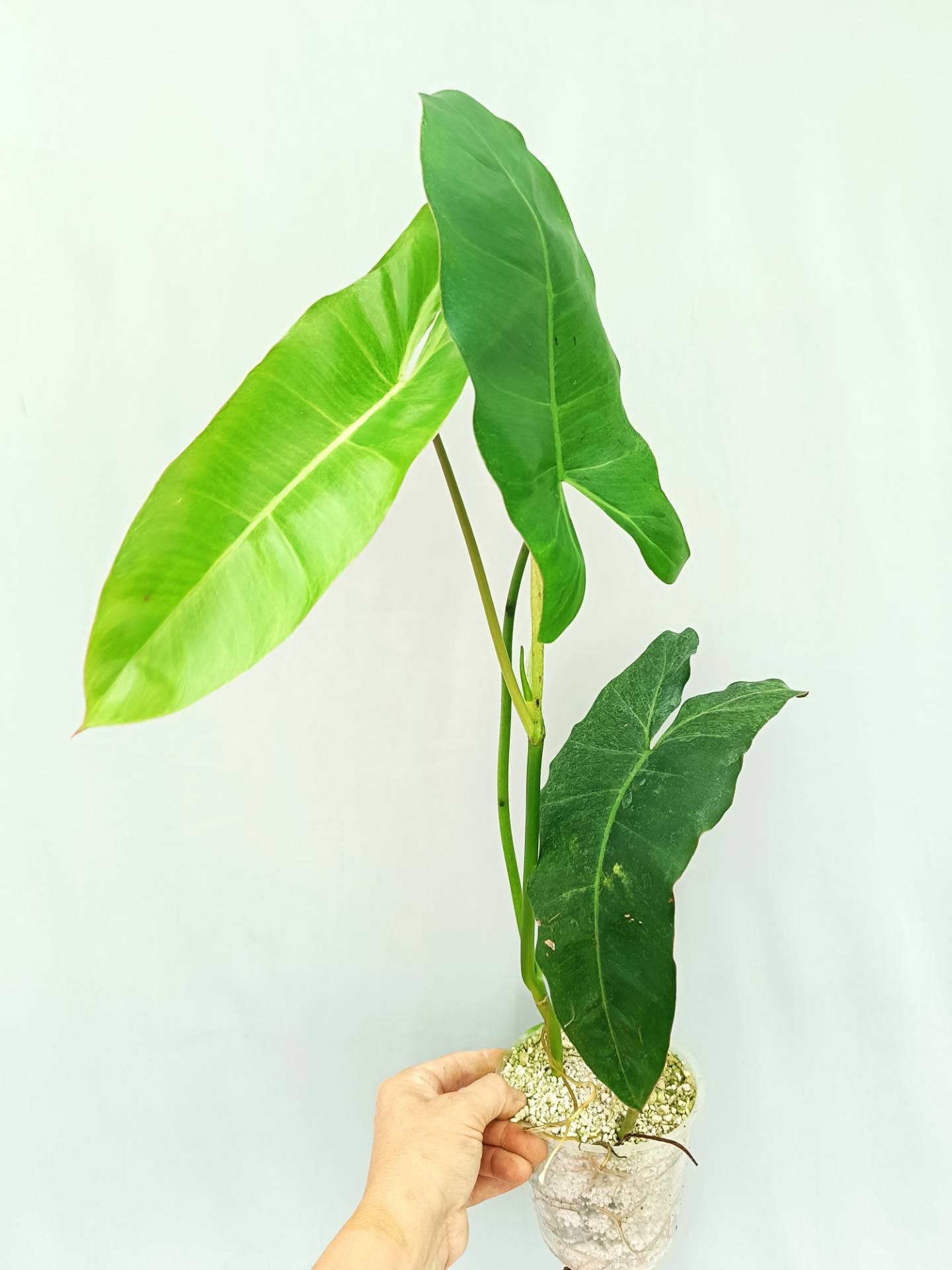 Philodendron Paraiso Verde (young plant)