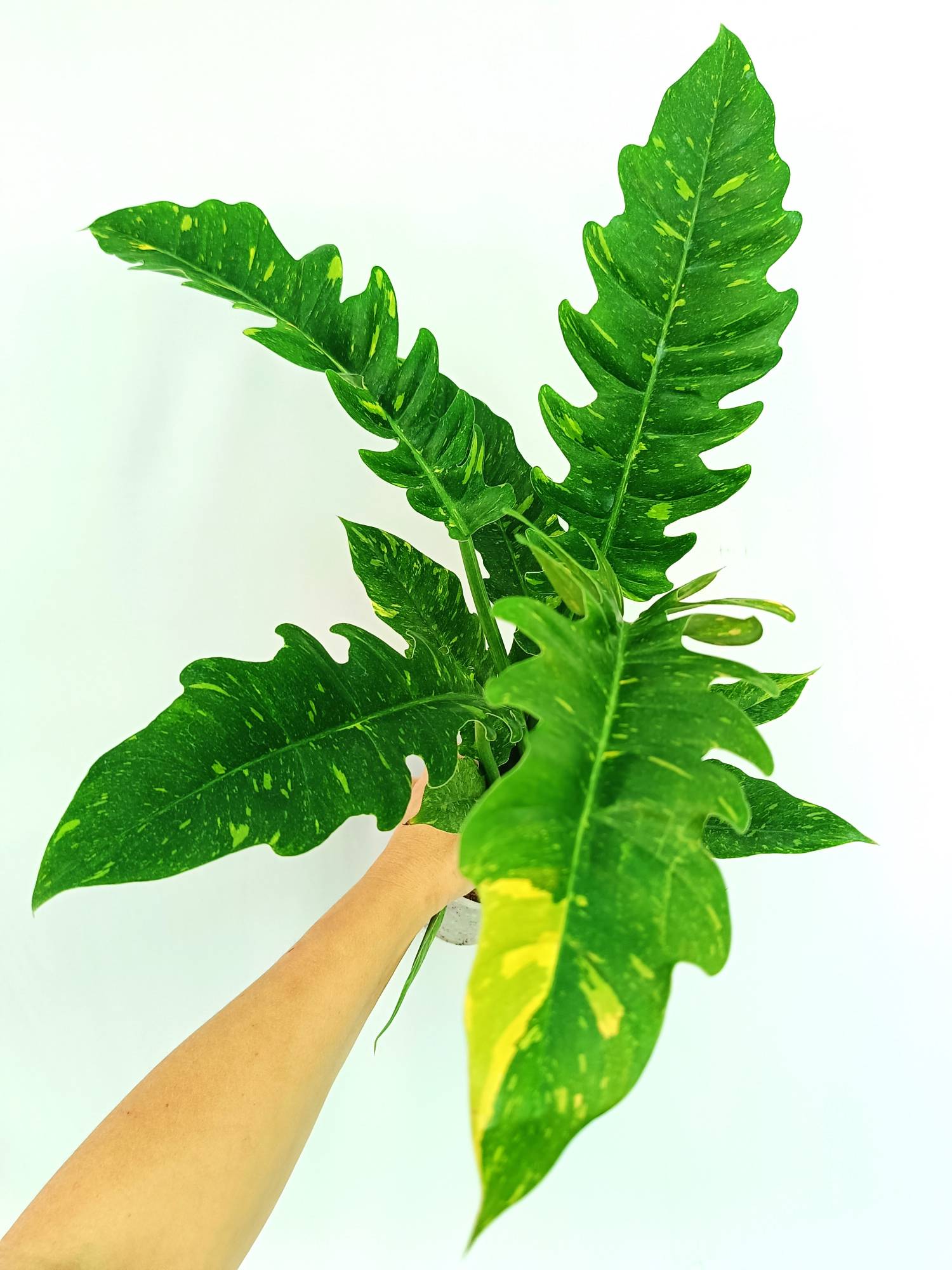 Philodendron Ring of Fire variegata
