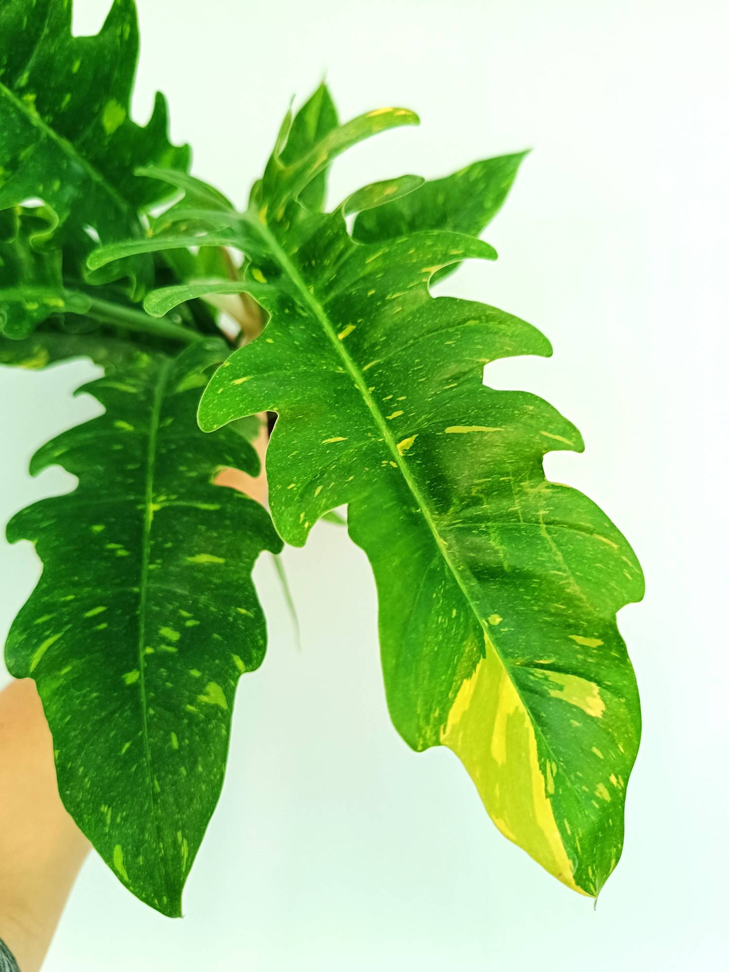 Philodendron Ring of Fire variegata