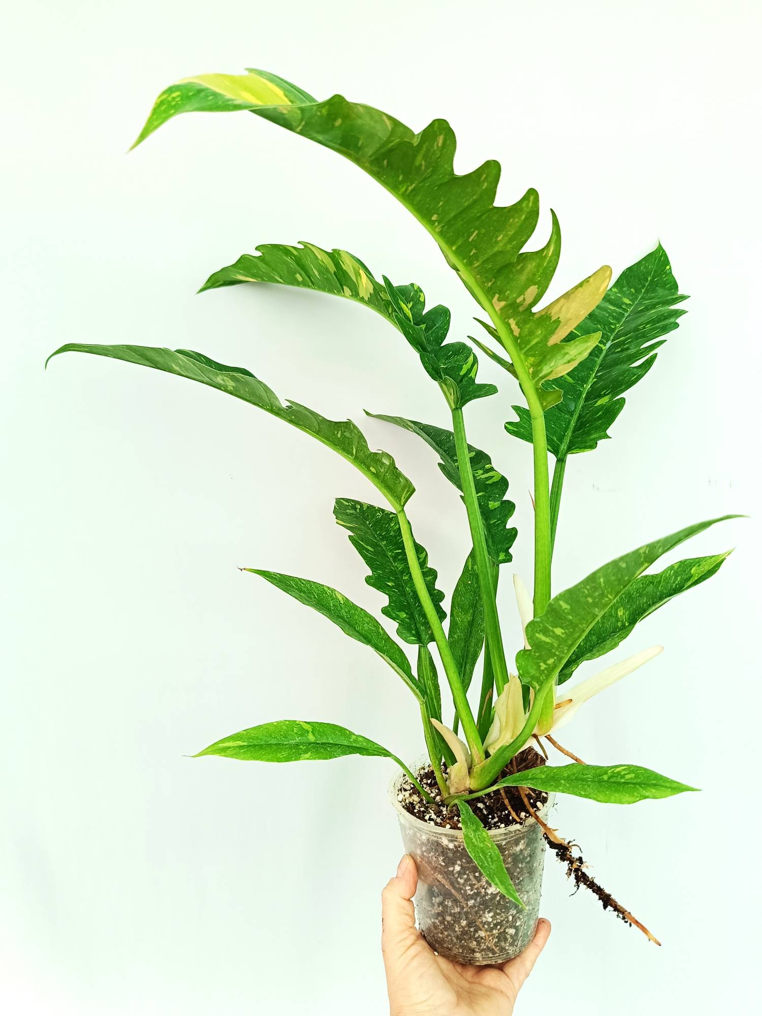 Philodendron Ring of Fire variegata