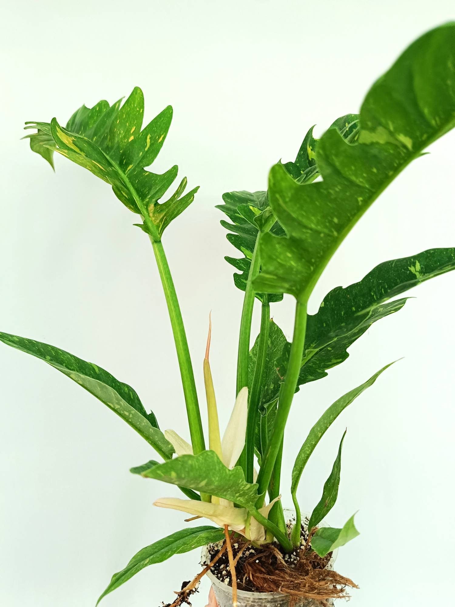 Philodendron Ring of Fire variegata