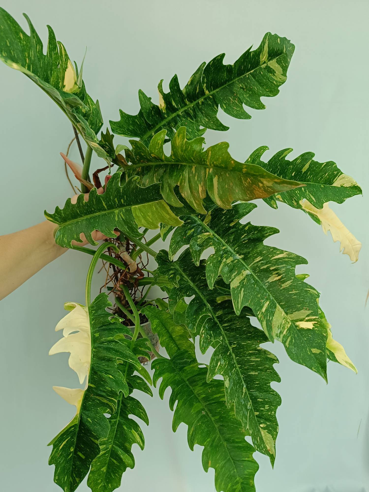 Large Monstera thai constellation