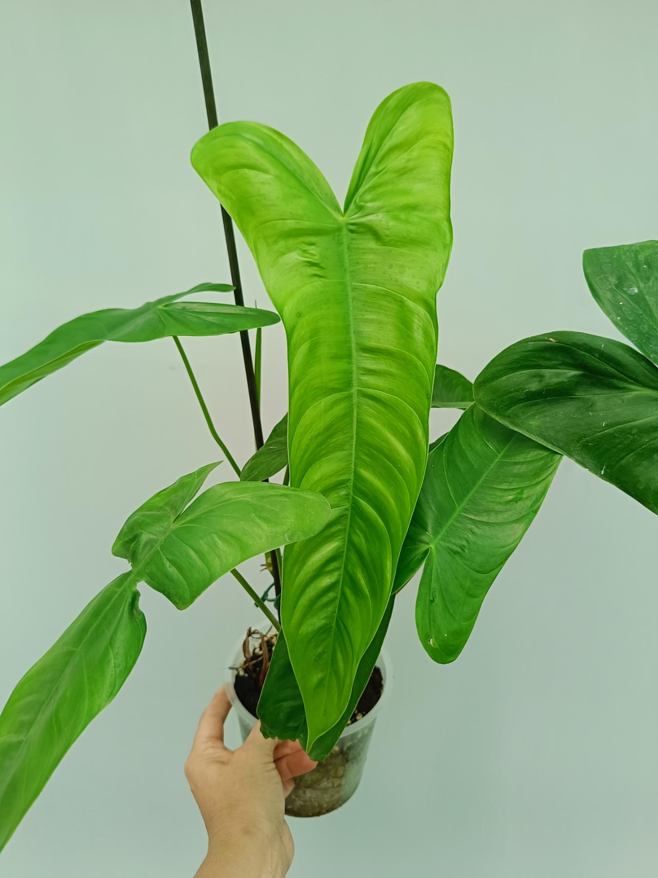 philodendron sharoniae for sale Philodendron Sharoniae XL