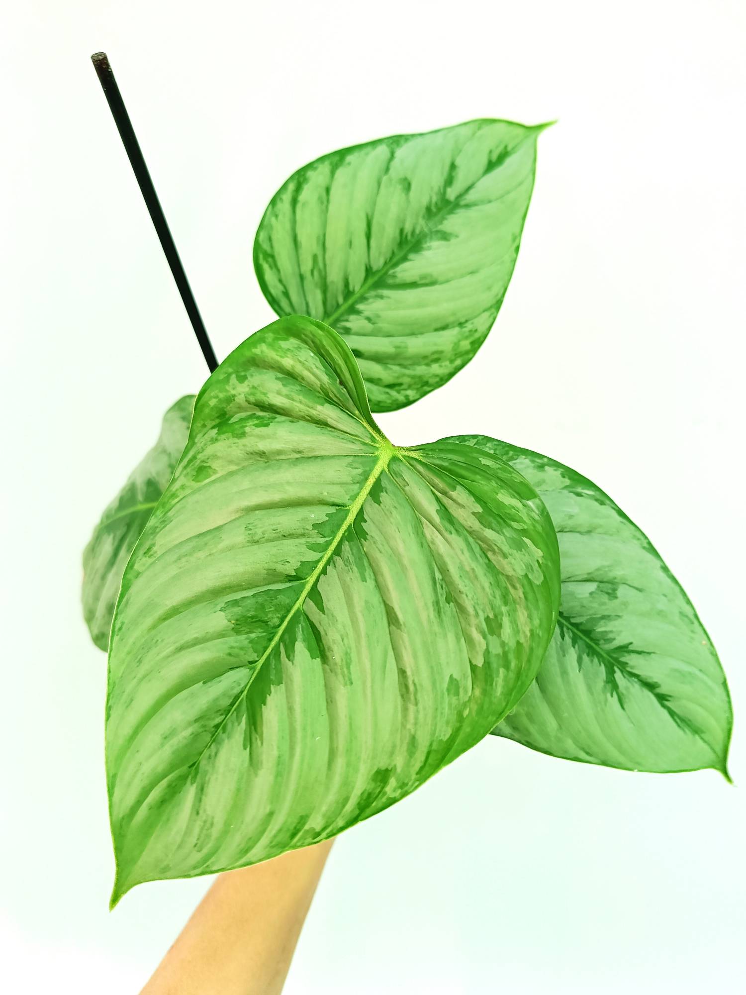 Philodendron Sodiroi (young plant)