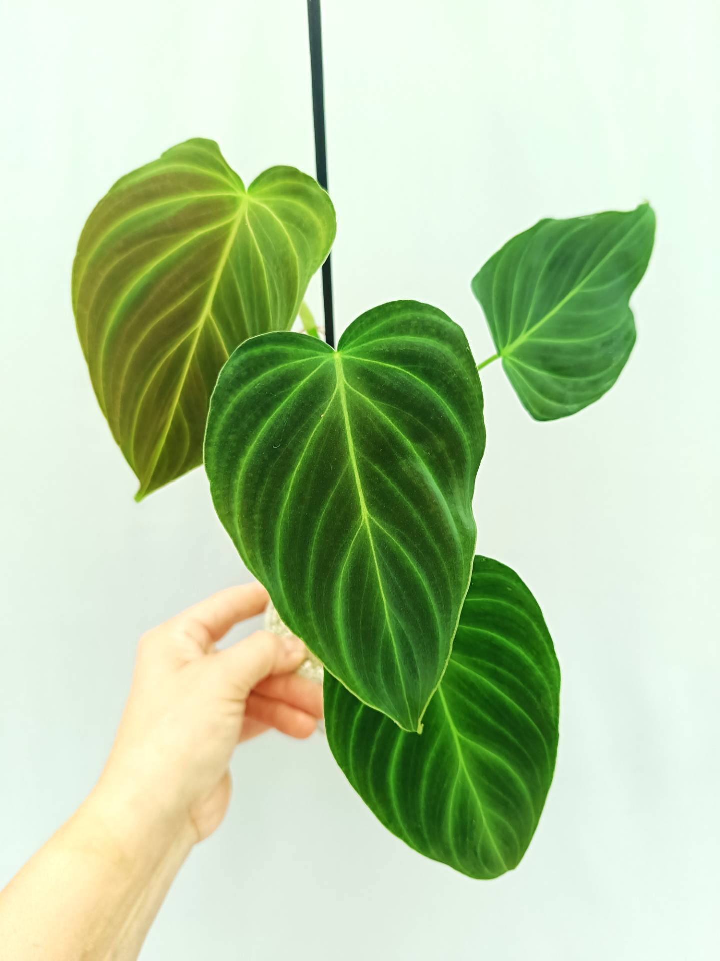 Philodendron Splendid (young plant)