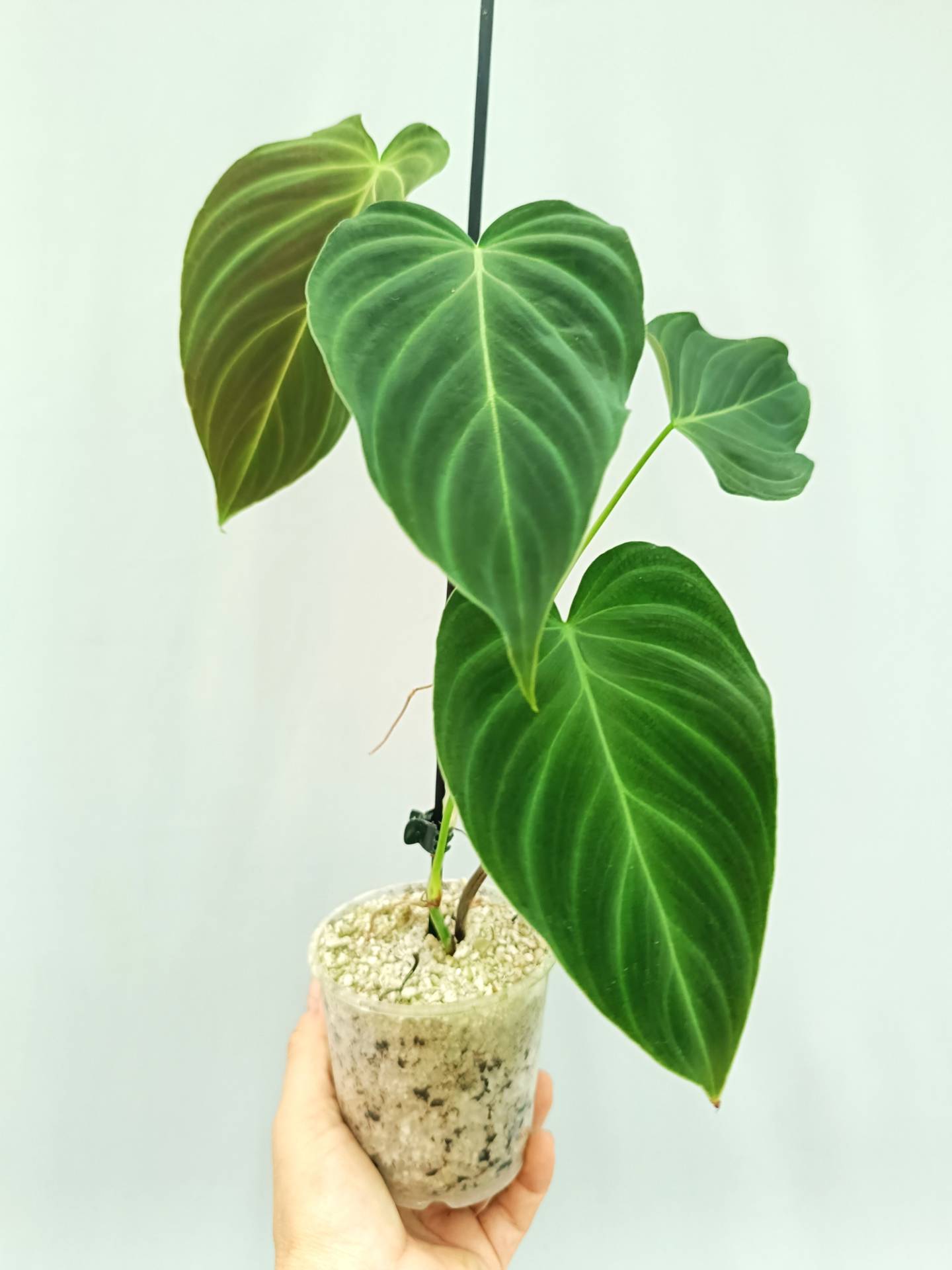 Philodendron Splendid