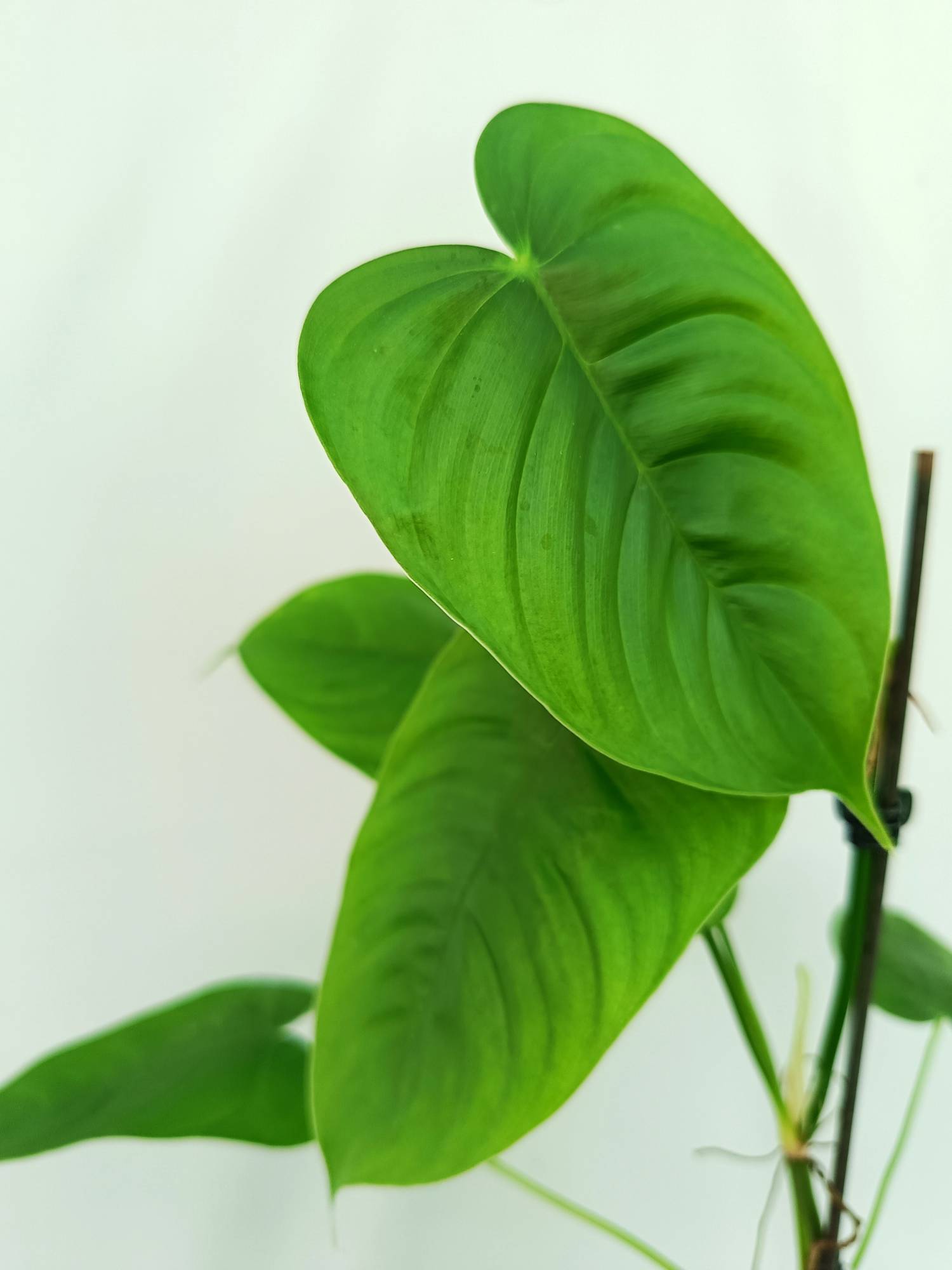 philodendron tenue care Philodendron Tenue (young plant)