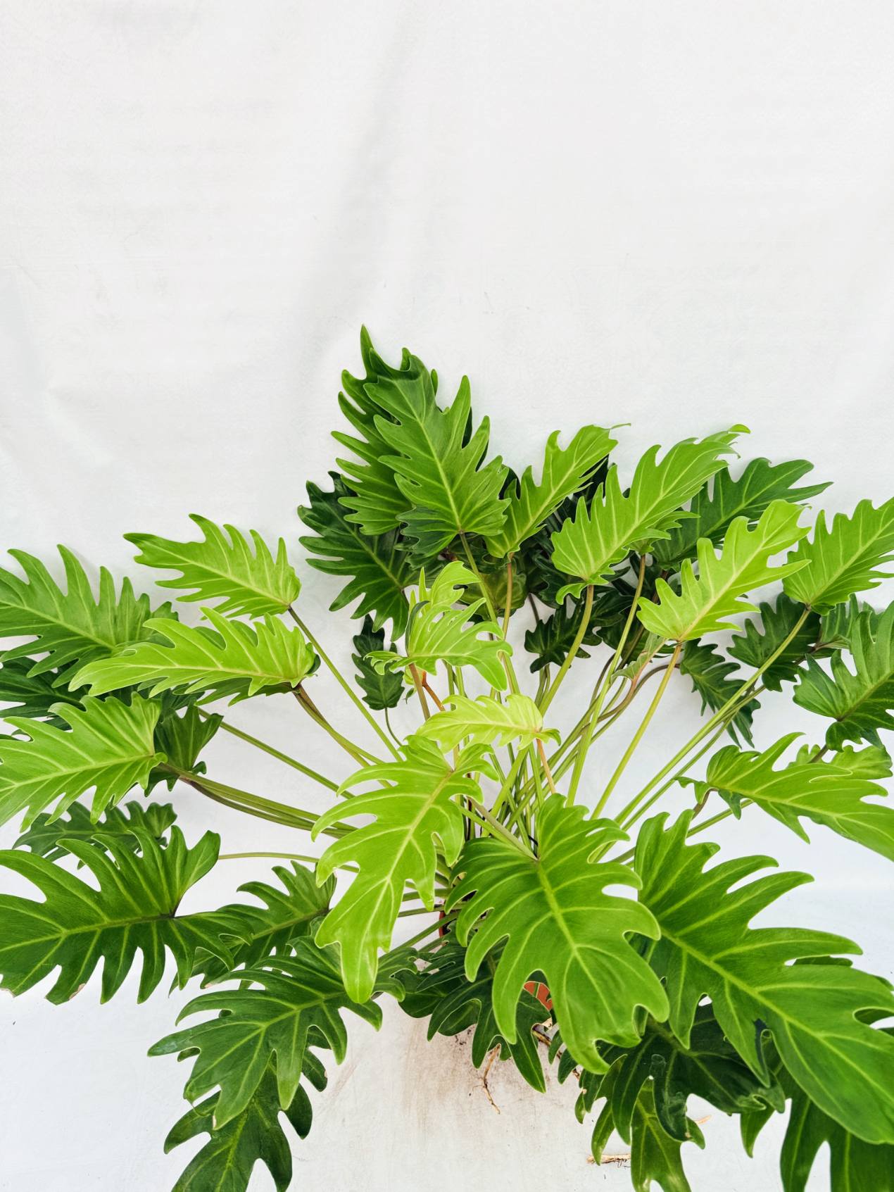 Philodendron Xanadu Dwarf Variegata XXL
