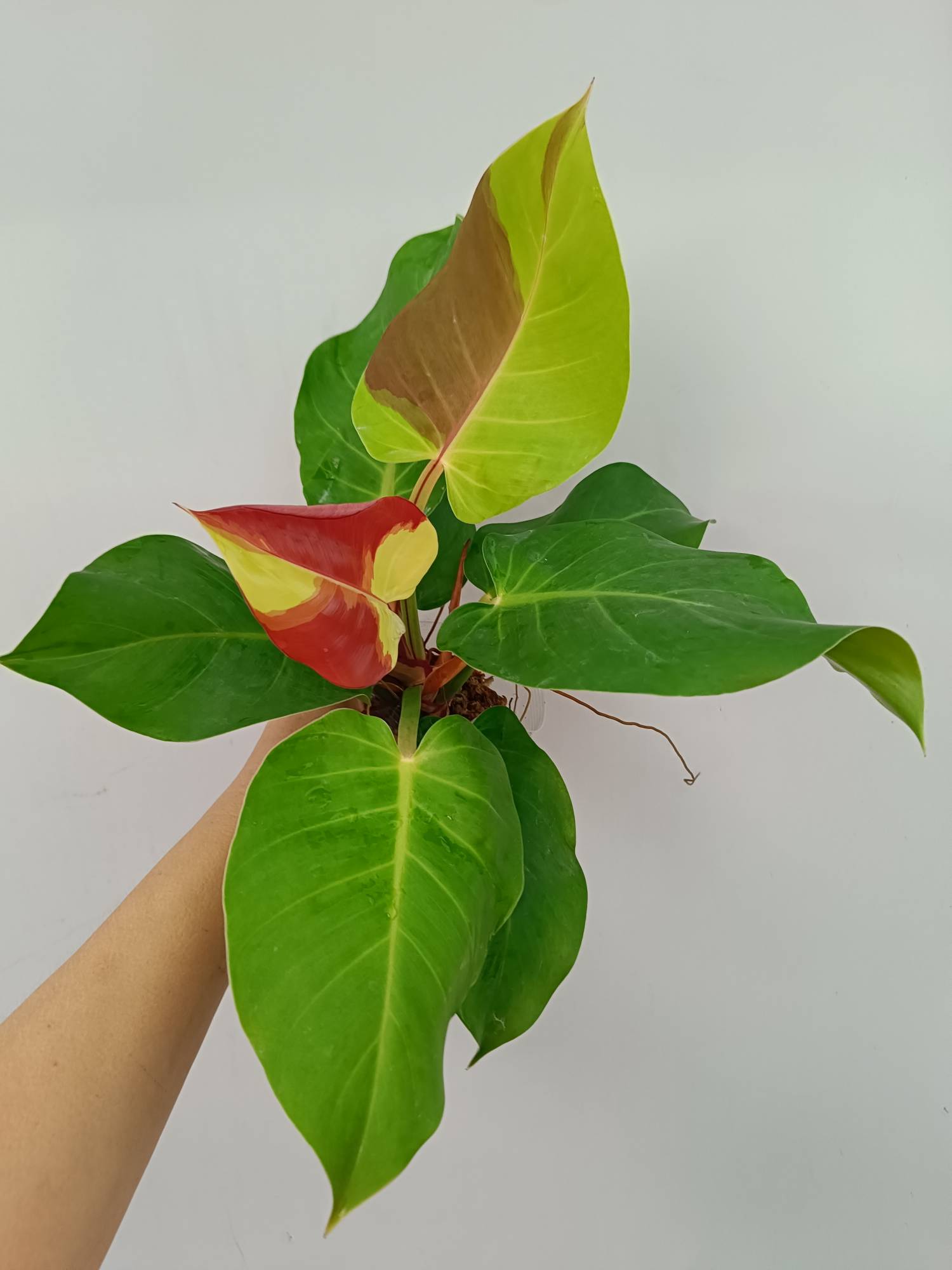 philodendron flame Philodendron Yellow Flame variegata
