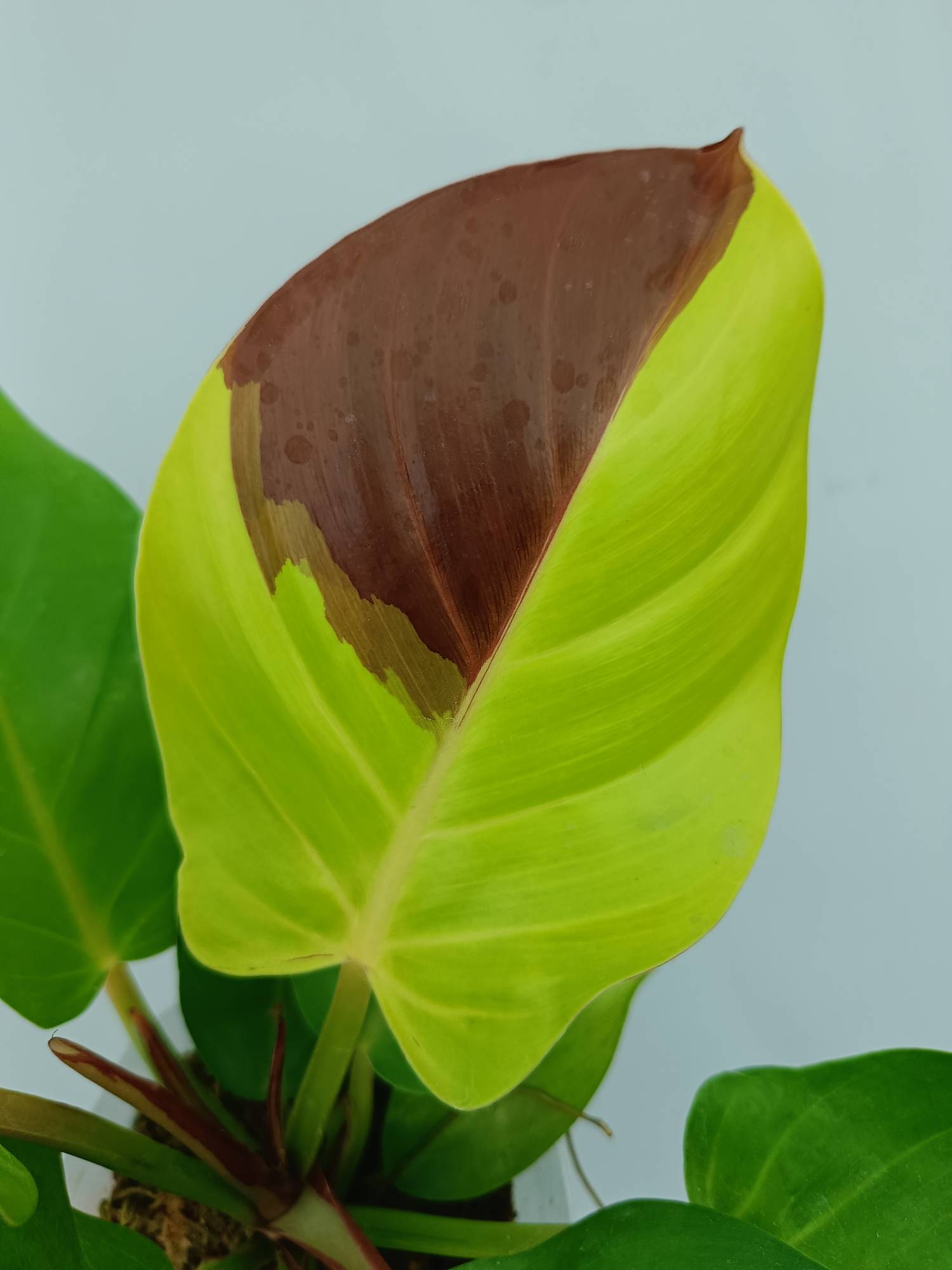 Philodendron Yellow Flame variegata