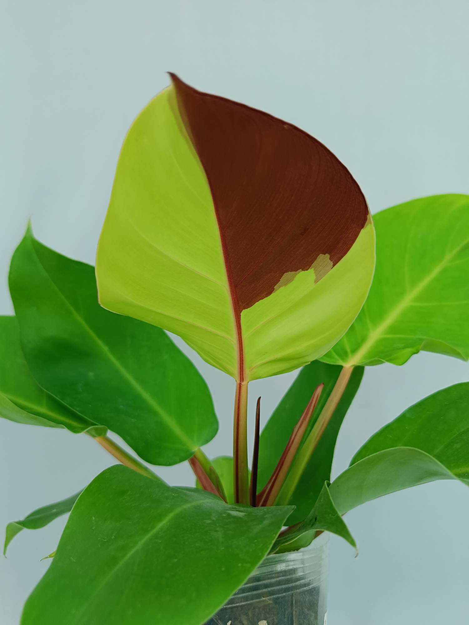 Philodendron Yellow Flame variegata