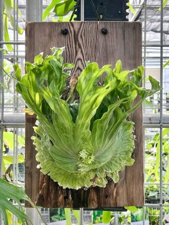 Platycerium Wandae Dwarf & Curling