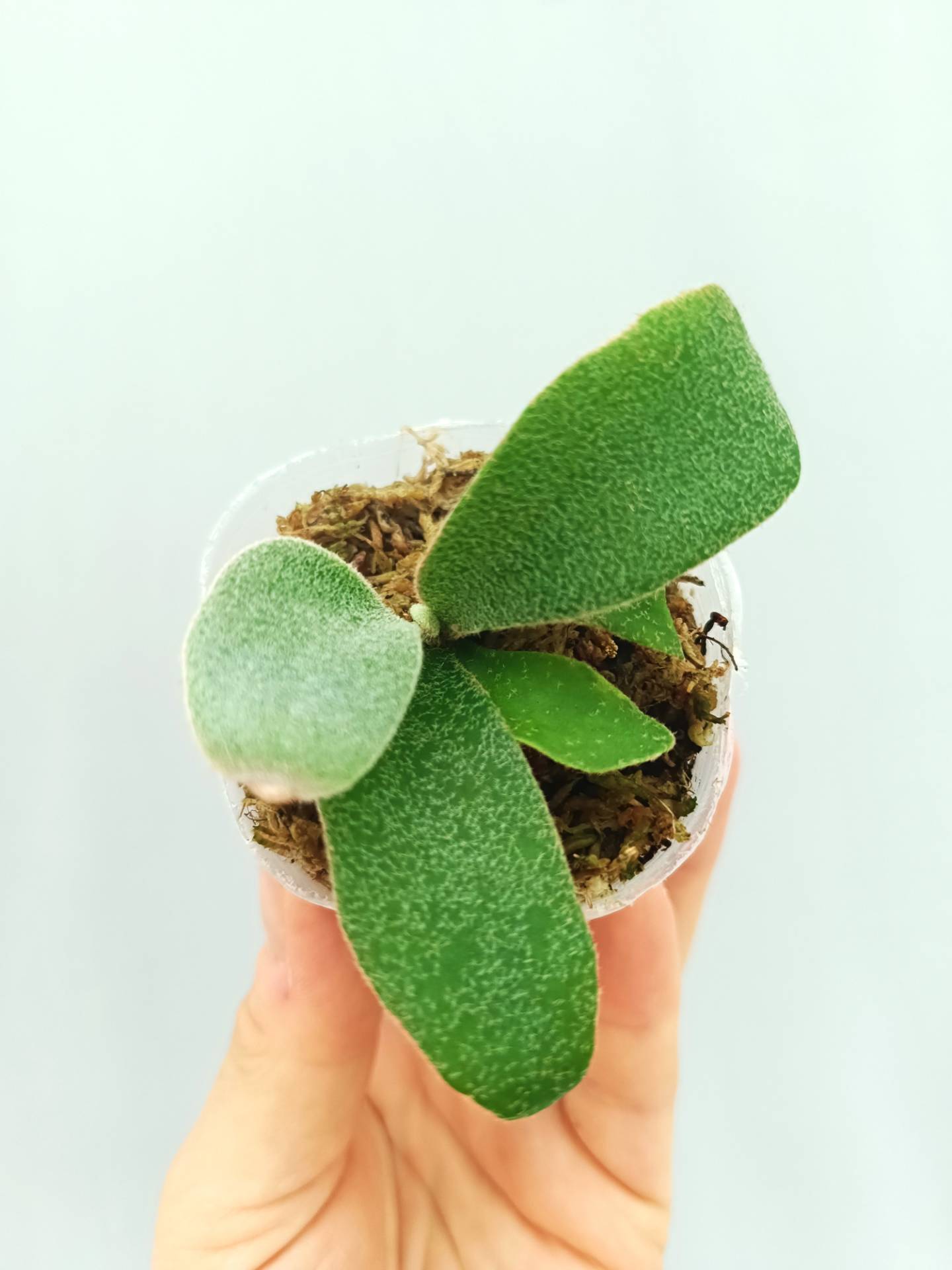 Platycerium Hakuna Matata